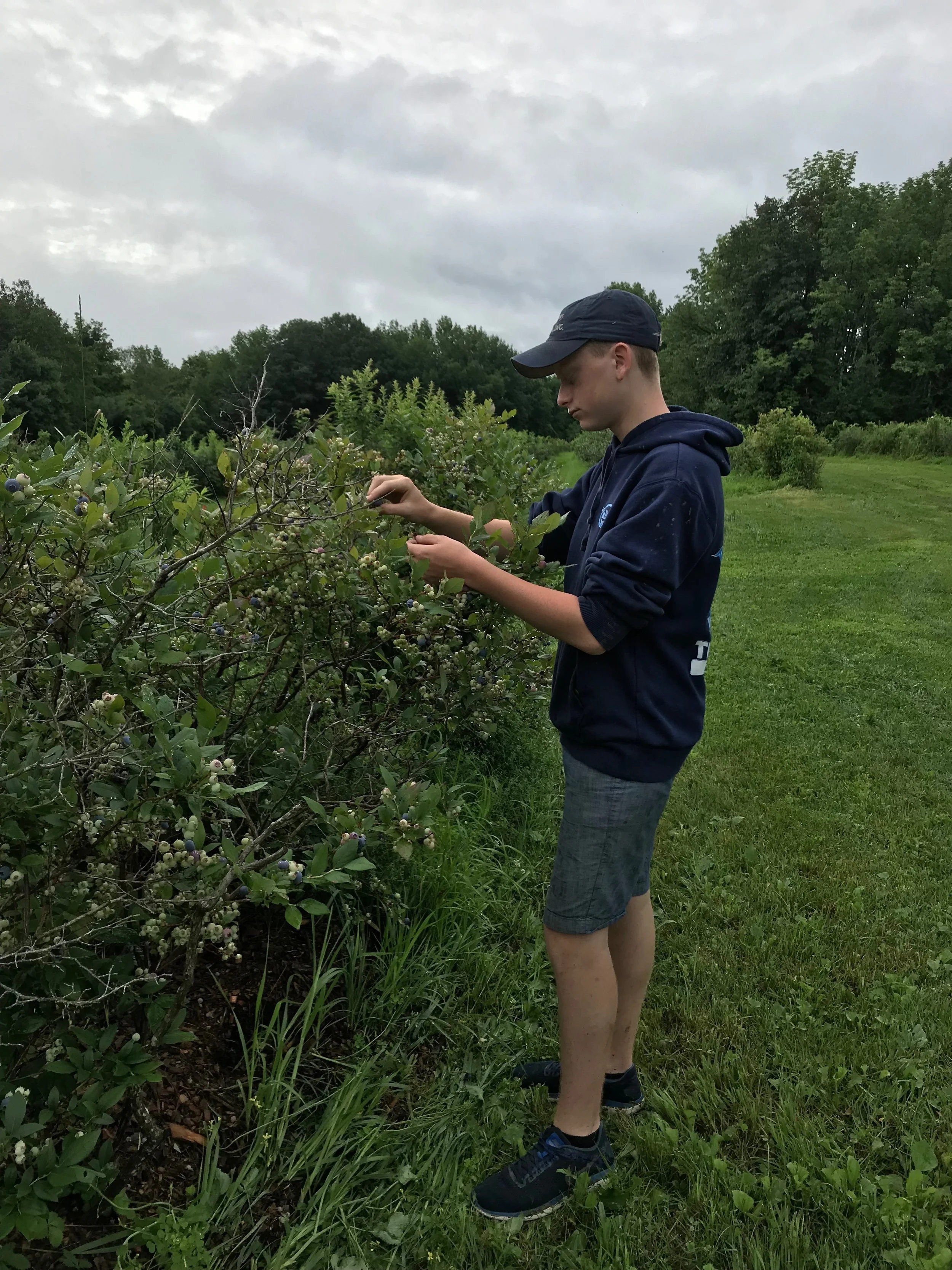 Tommy Engwer in the blueberry fields at Kelso Homestead Farm