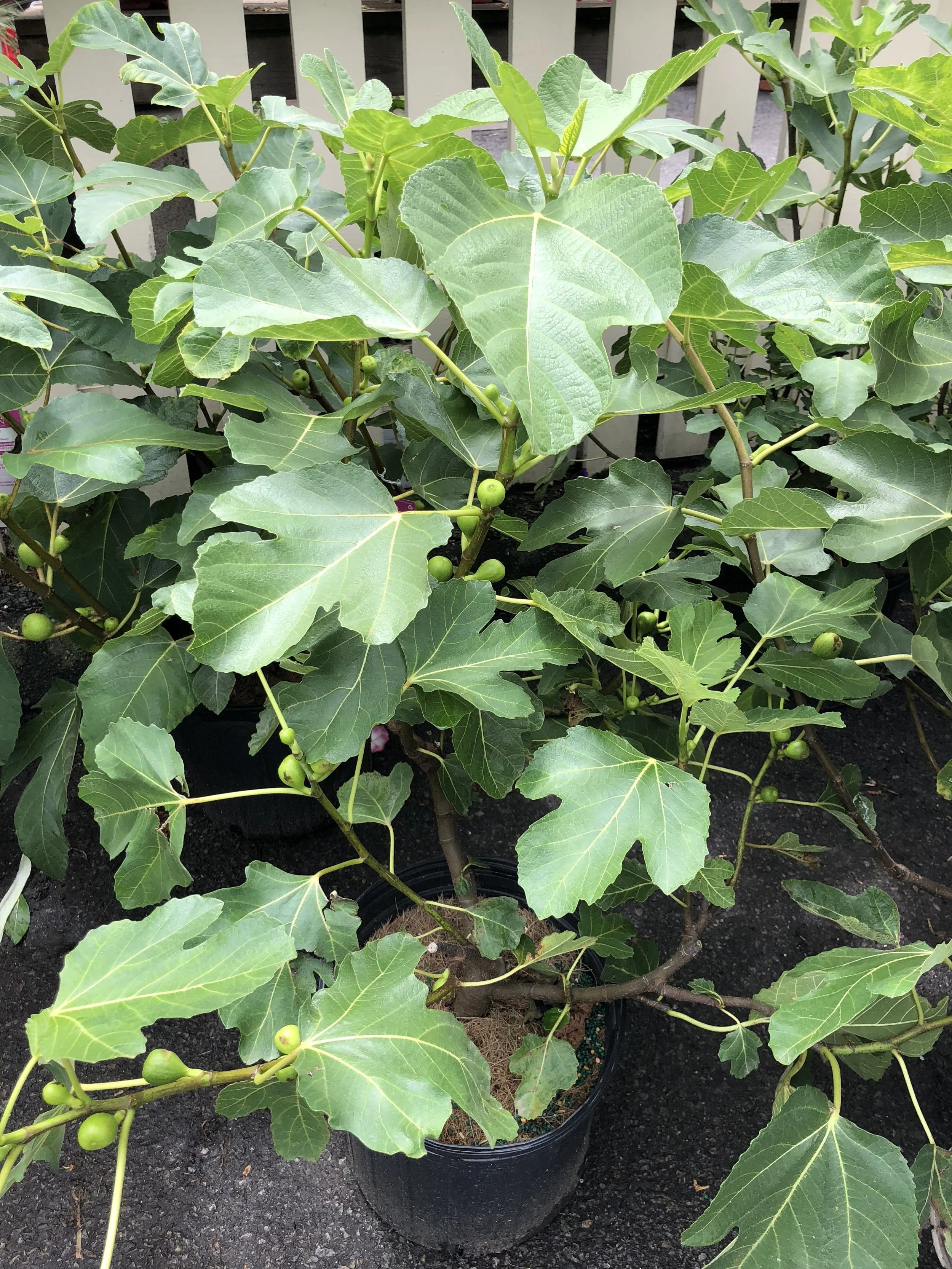Fig Trees have arrived at Russo's!