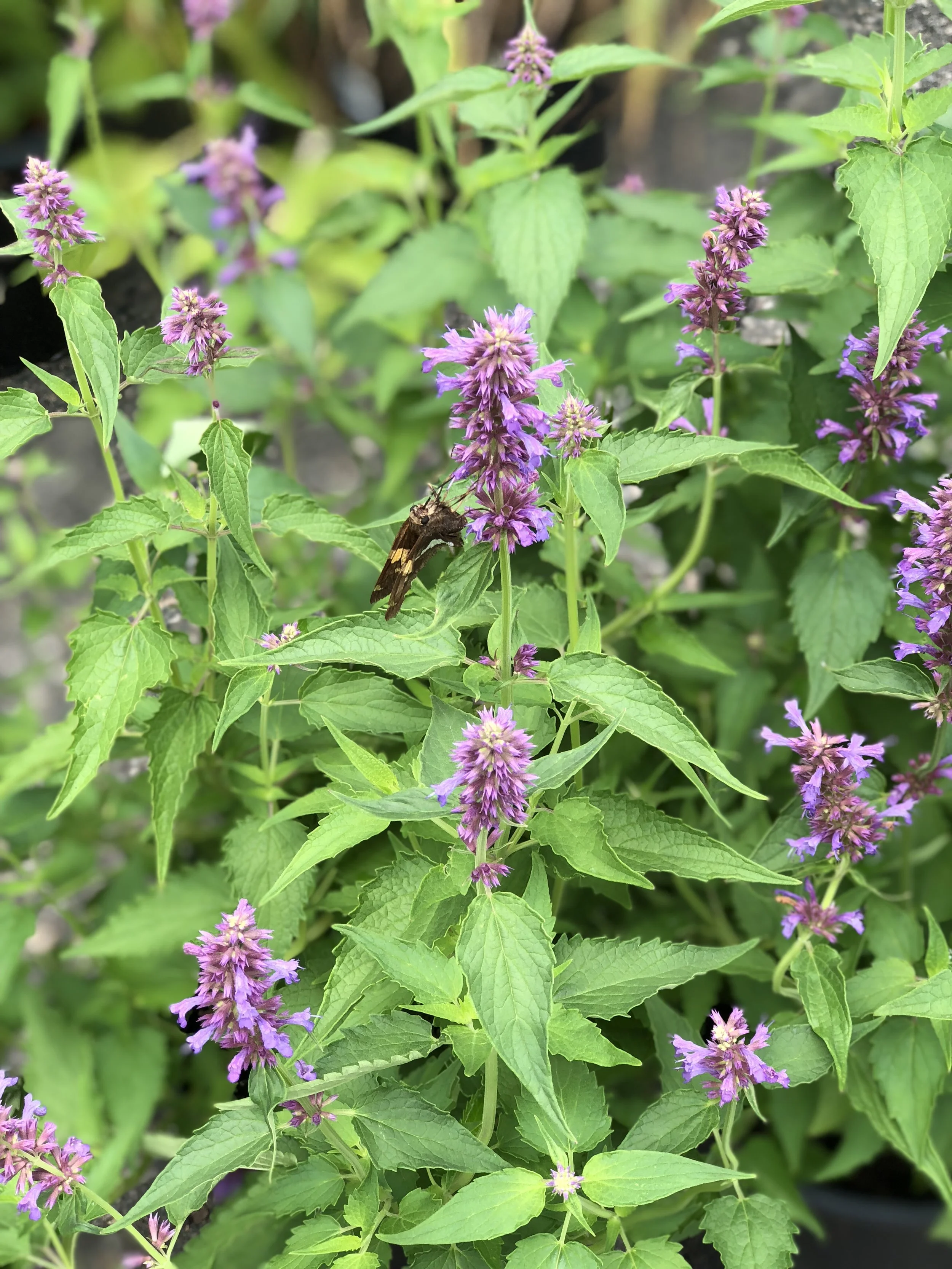 Pollinator friendly plants at Russo's (look closely to see our friendly pollinator working on this plant!)