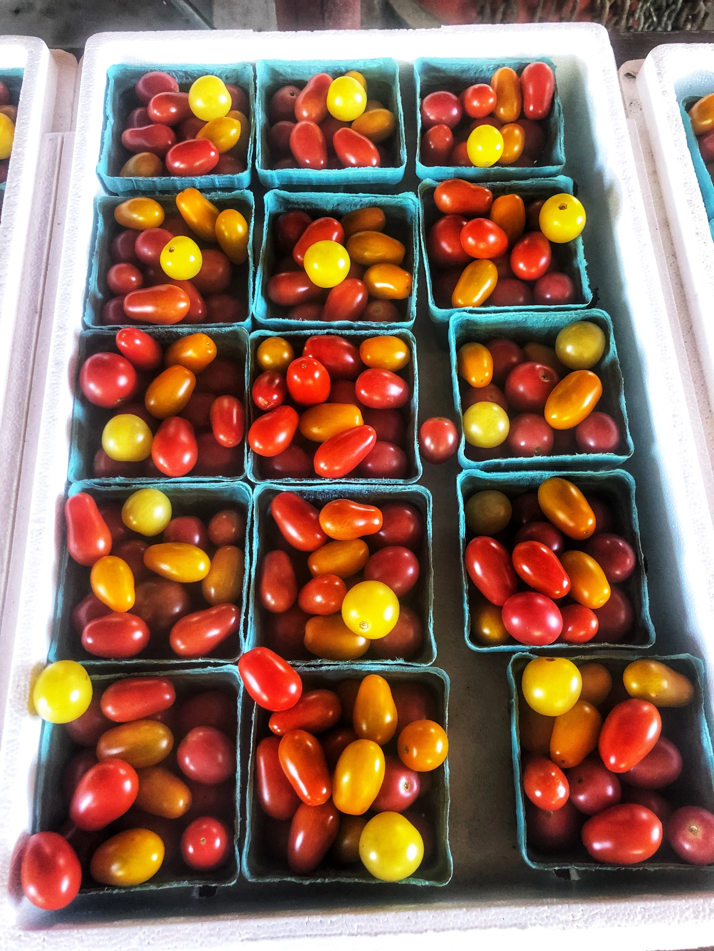 Macone Farm tomatoes for Russo's&nbsp;