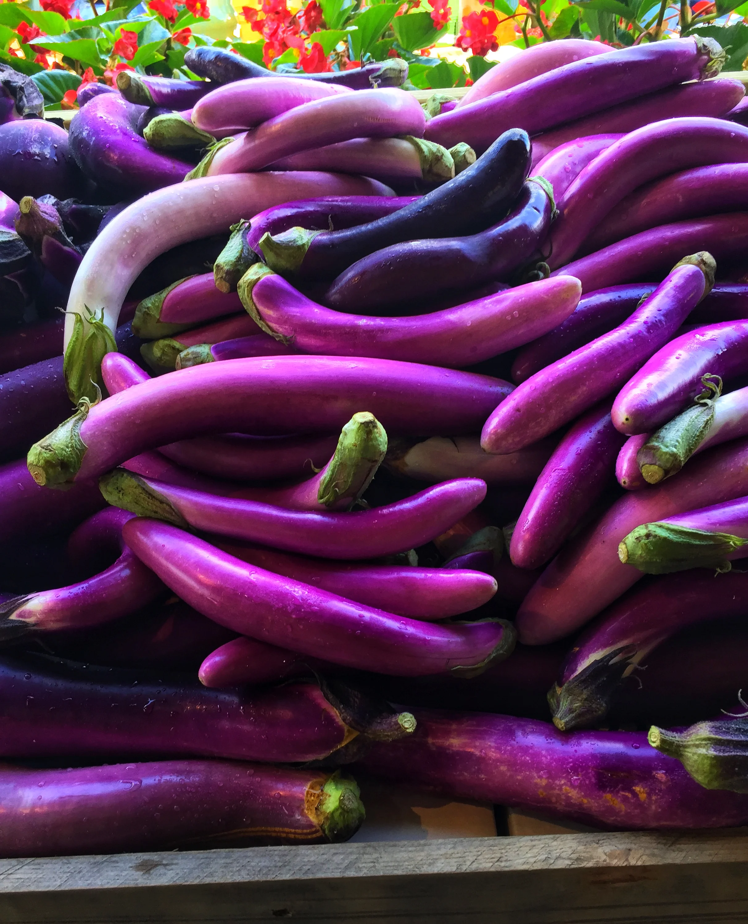 Locally grown eggplants at Russo's 