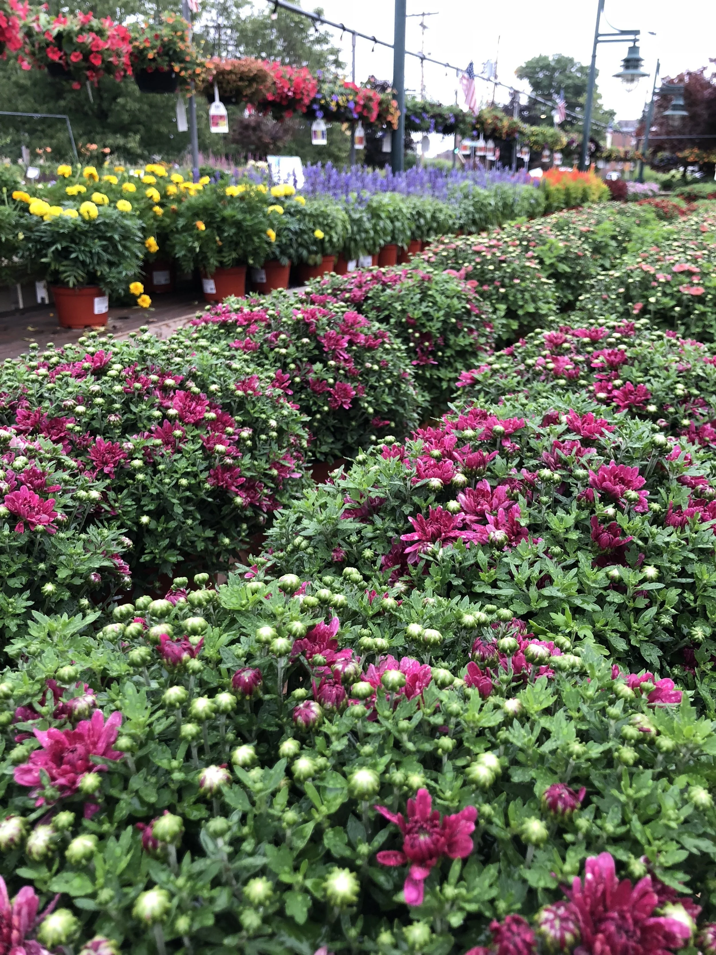 Mums have arrived at Russo's!