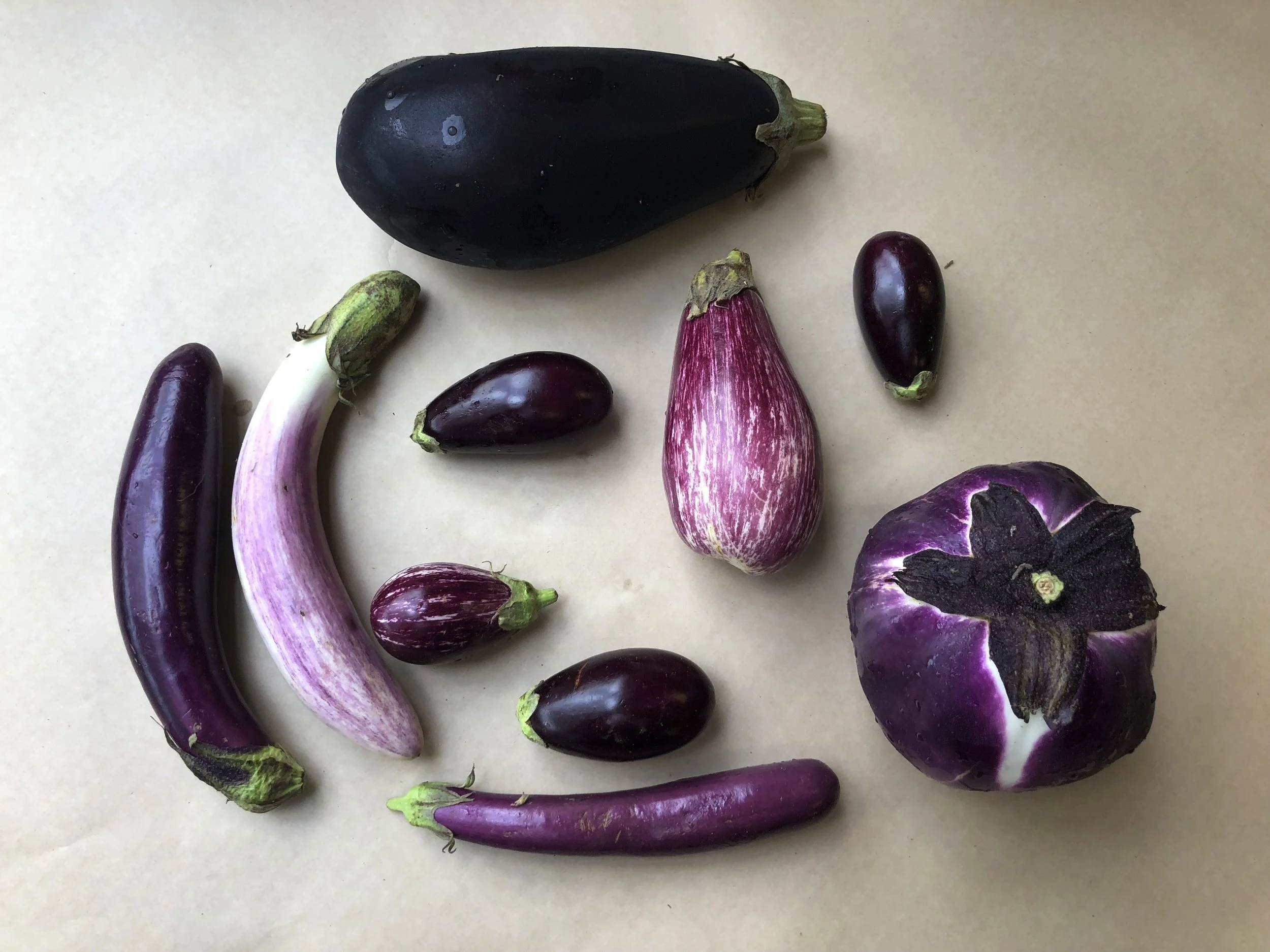 Fresh picked local eggplants including Italian, Bride, Calliope, Purple, Sicilian, Finger and Neon varieties