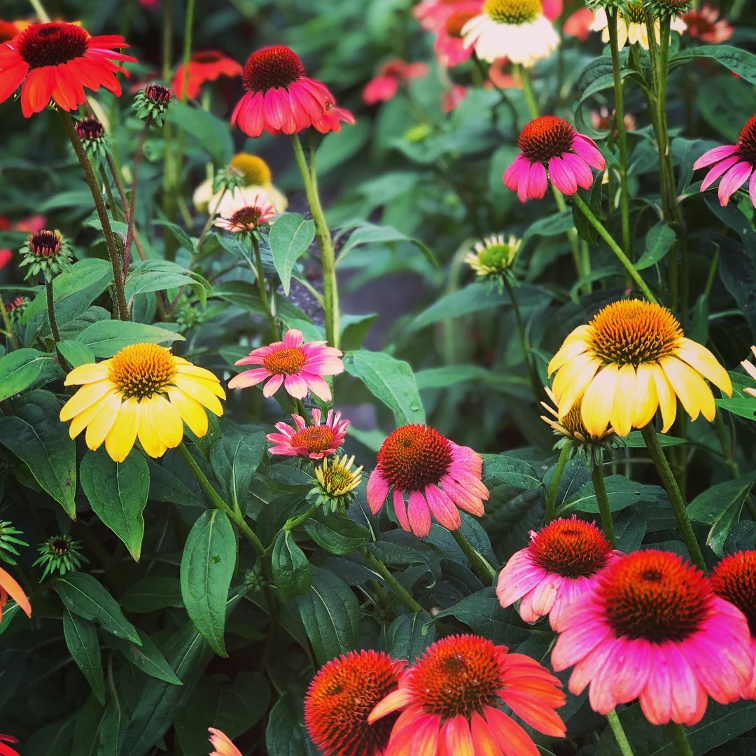 Echinacea in a variety of colors at Russo's!