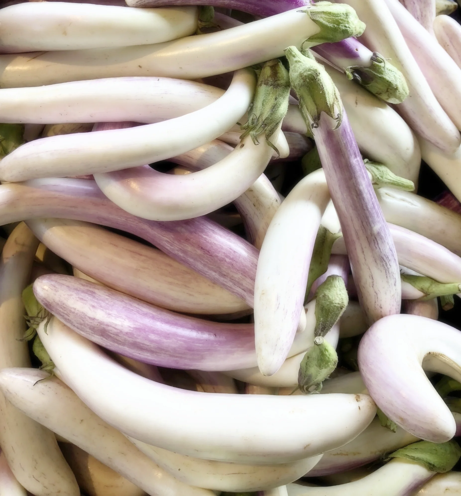 Locally-grown white eggplant&nbsp;