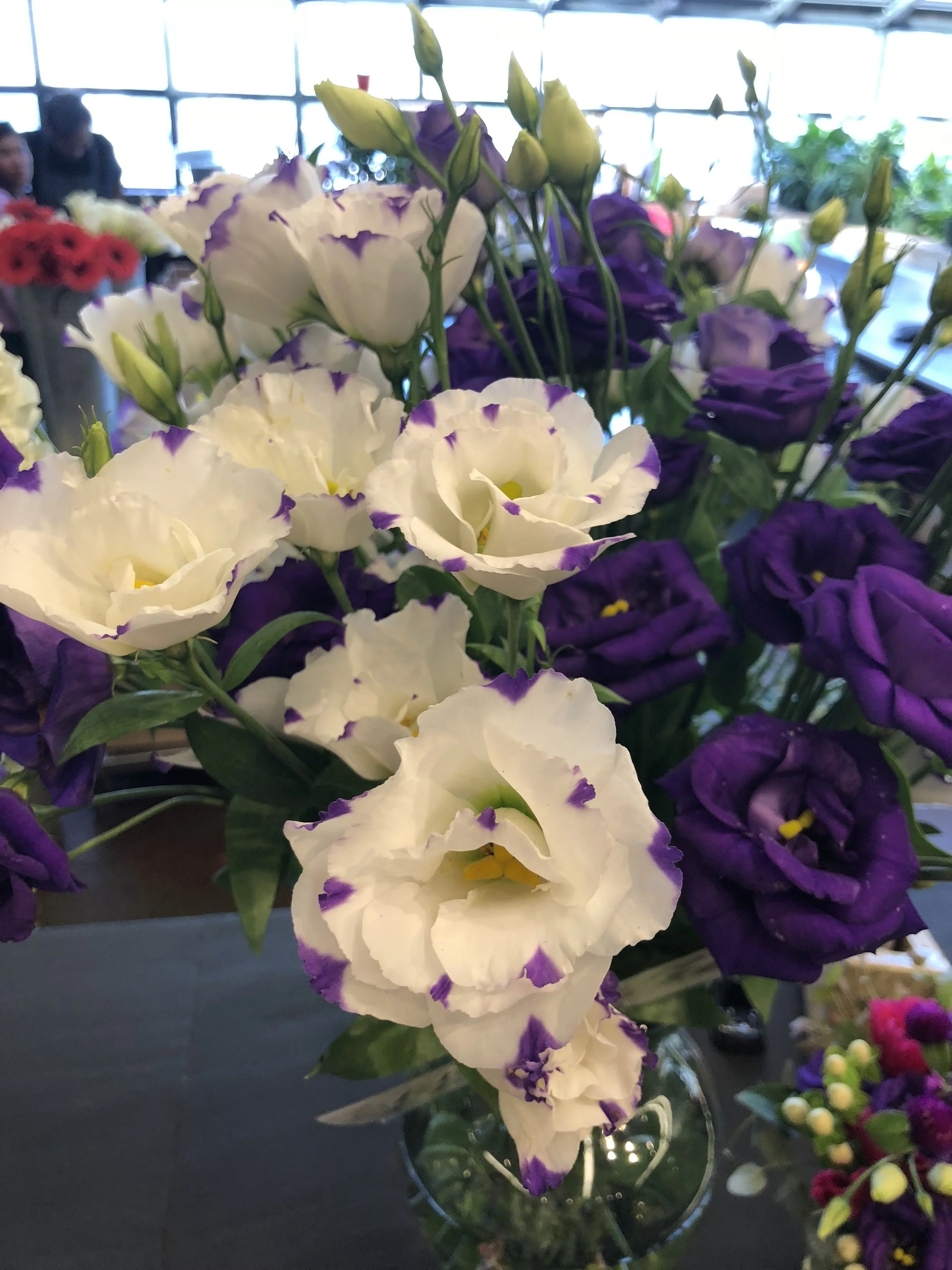 Purple and white Lisianthus