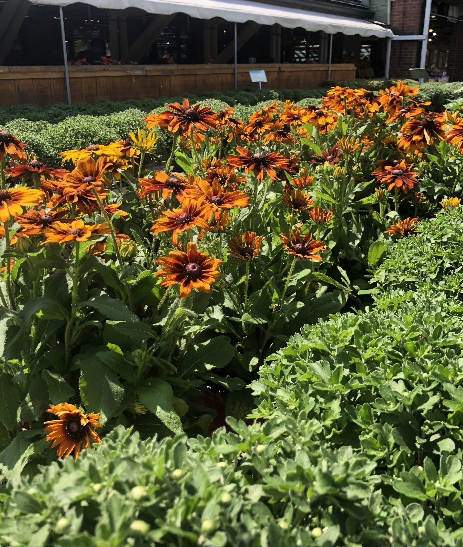 Rudbeckia and mums at Russo's&nbsp;