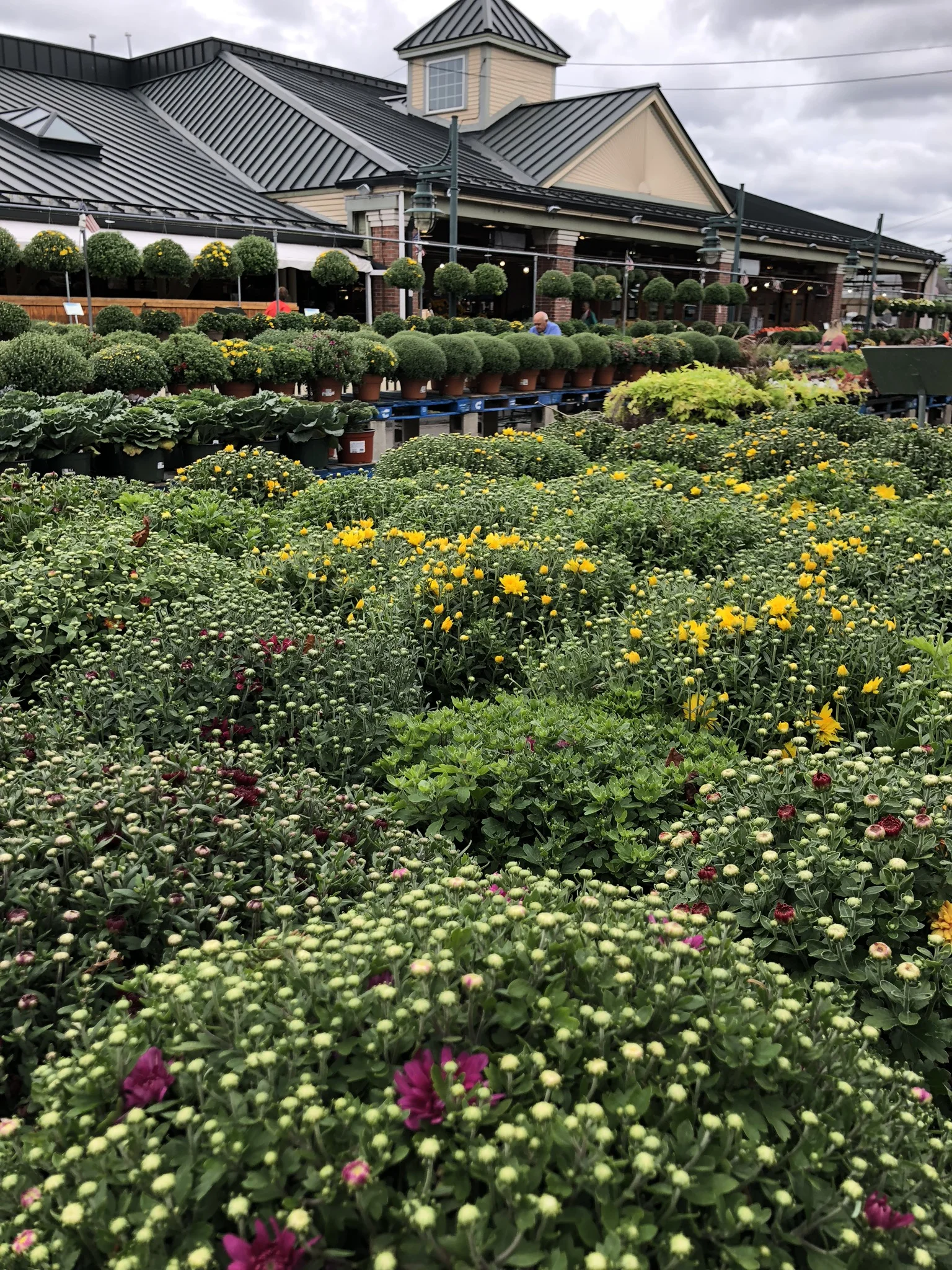 Mums have arrived at Russo's!