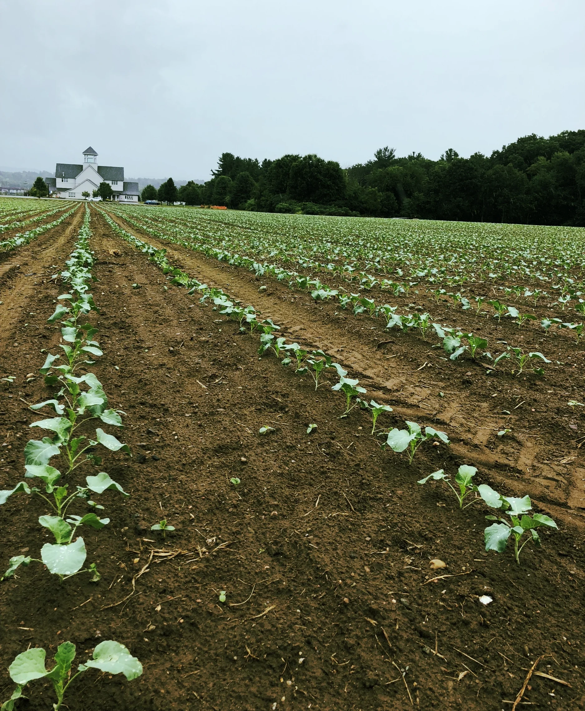 The final crop of broccoli of this season at Plainville Farm in Hadley.