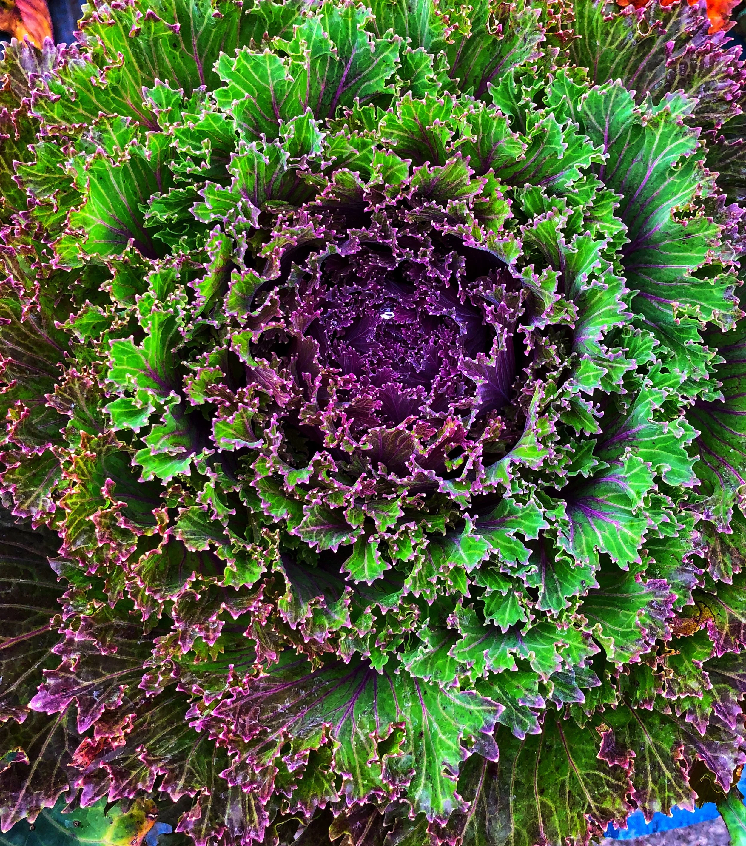 Ornamental Kale at Russo’s