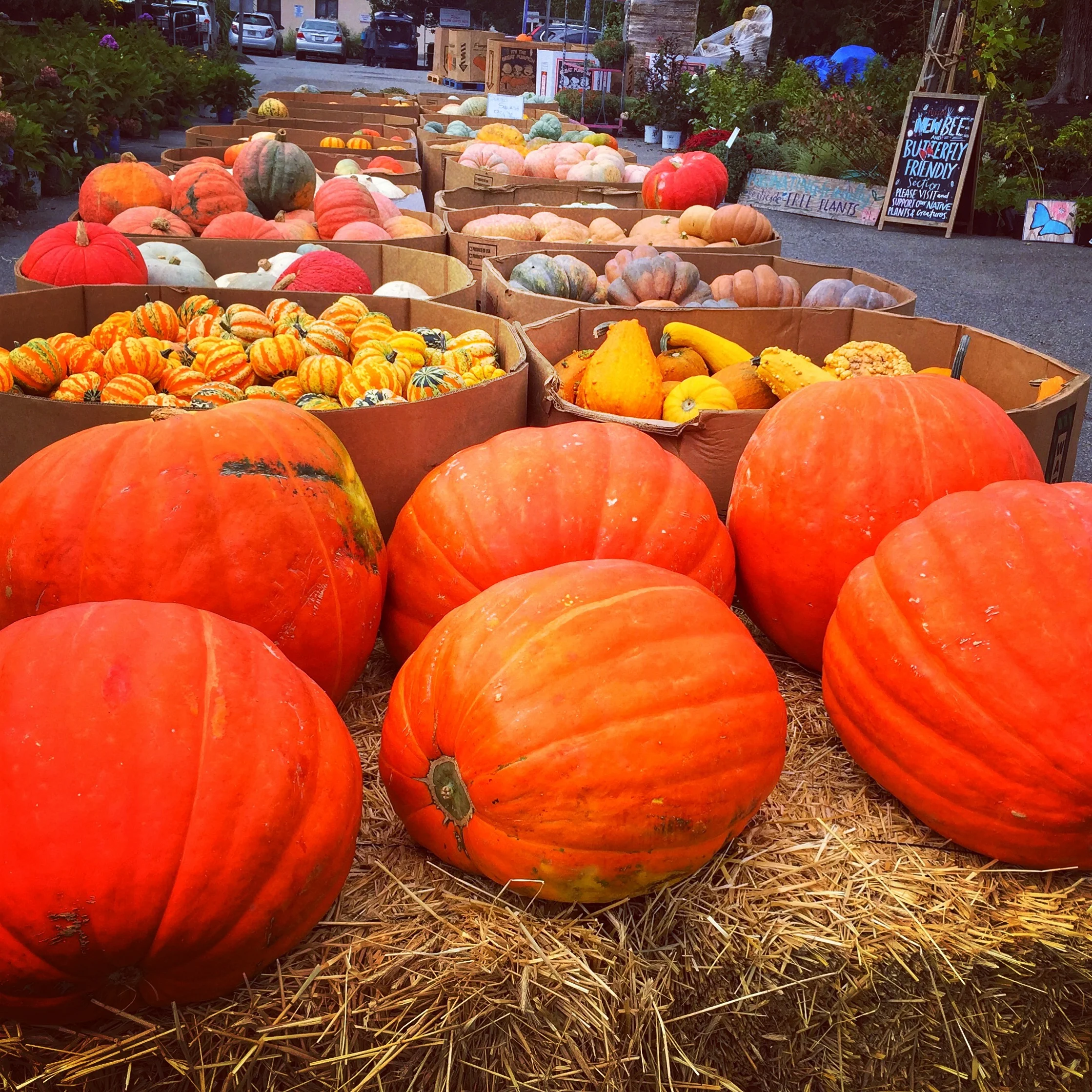 Pumpkins and fall ornamentals at Russo’s