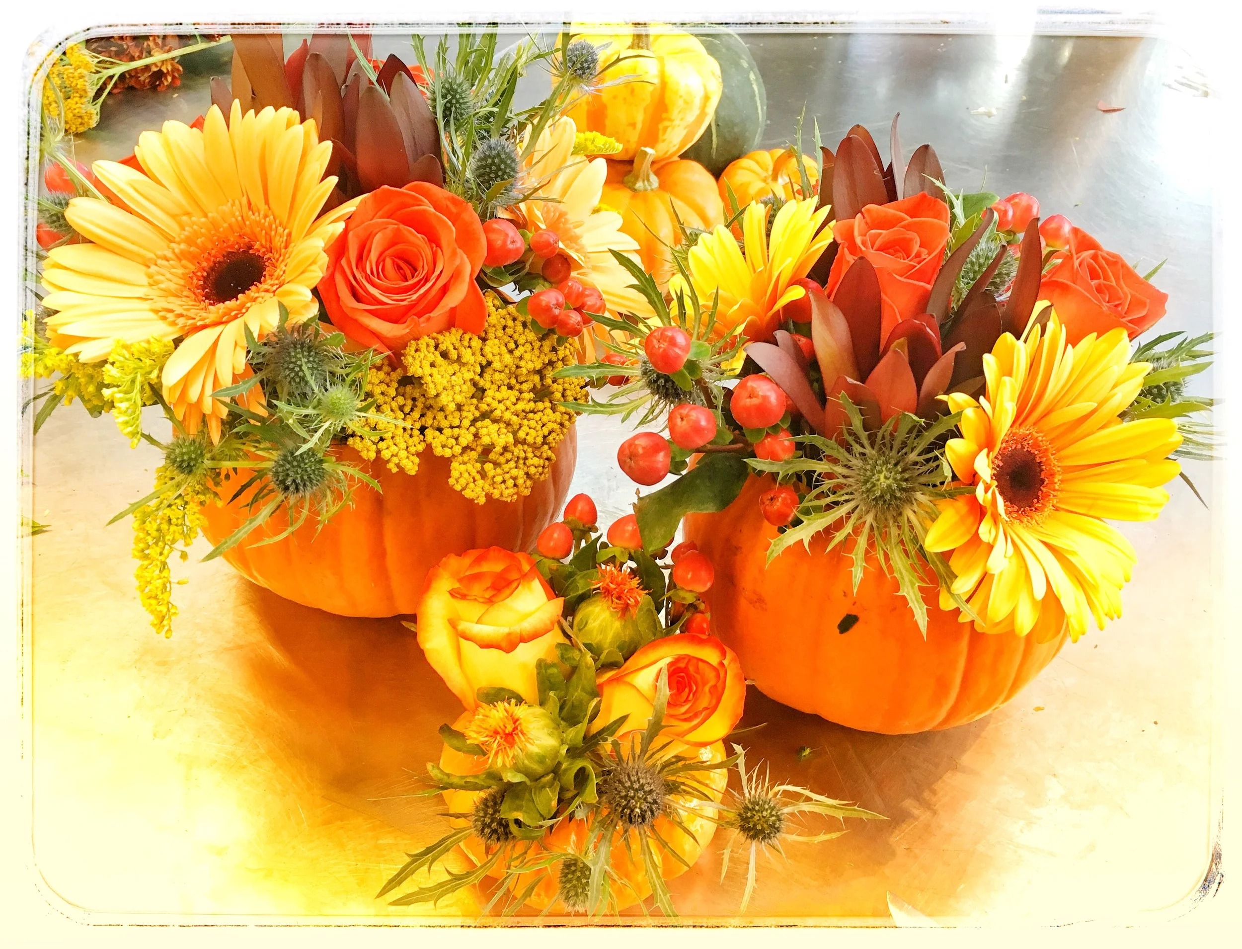Pumpkin arrangements with roses and blue thistle available now for the holidays!