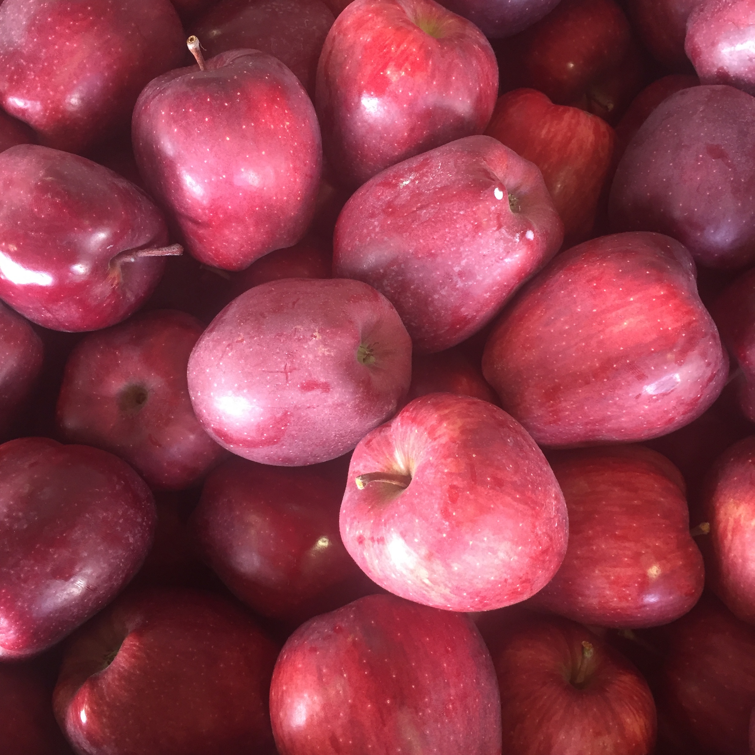 Locally grown apples at Russo’s