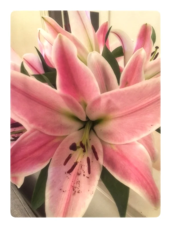 Spectacular oversized lilies available at Russo’s now!