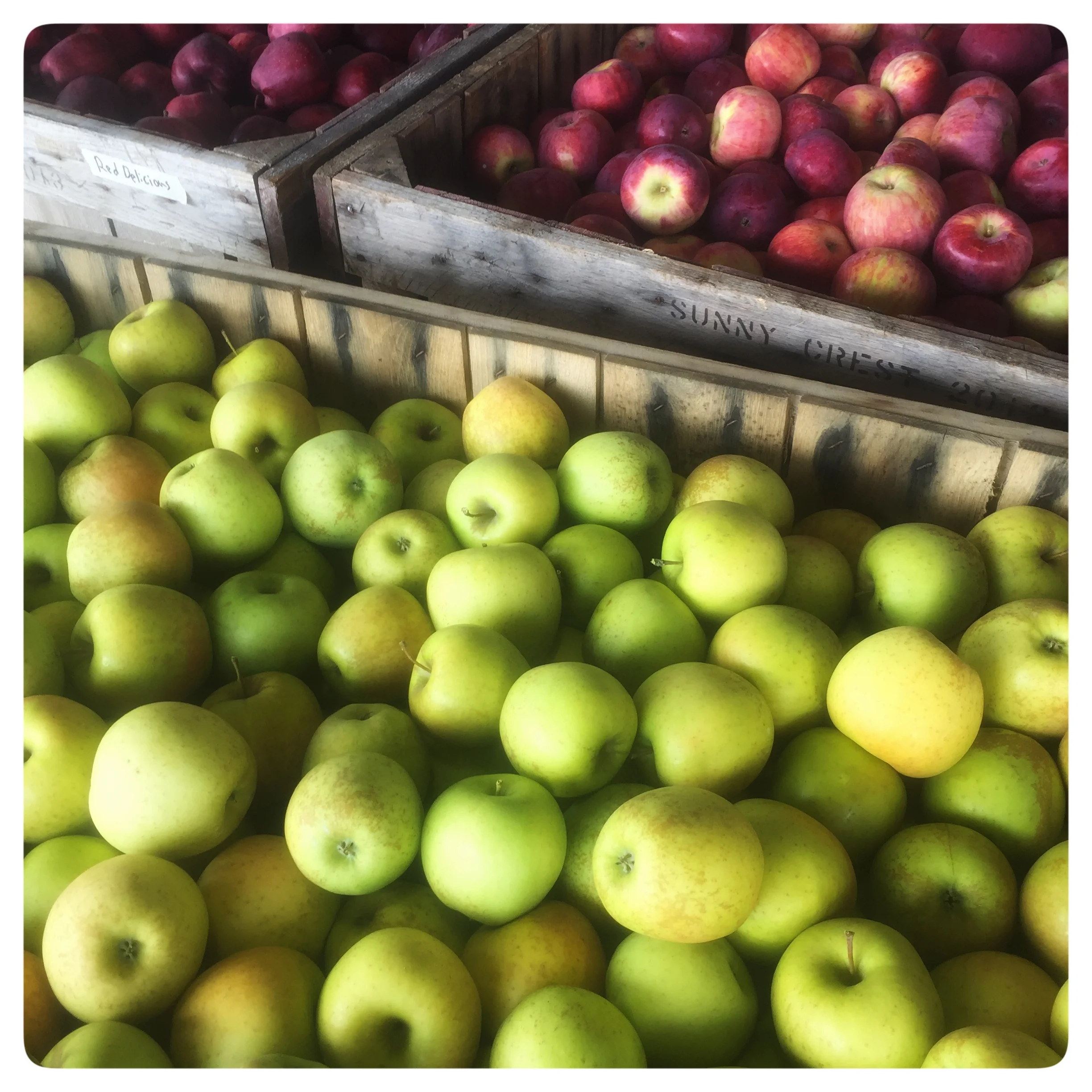 A selection of locally grown apples at Russo’s!