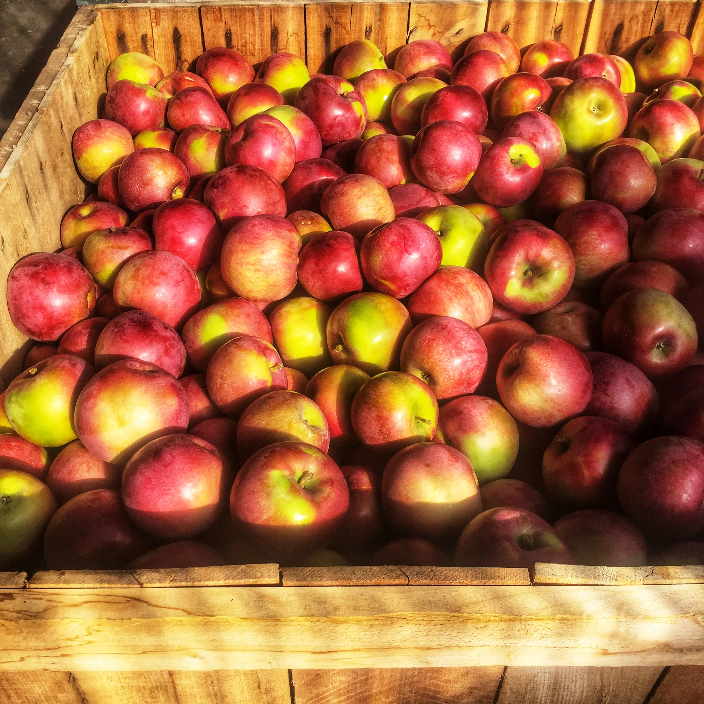 Locally grown apples at Russo’s