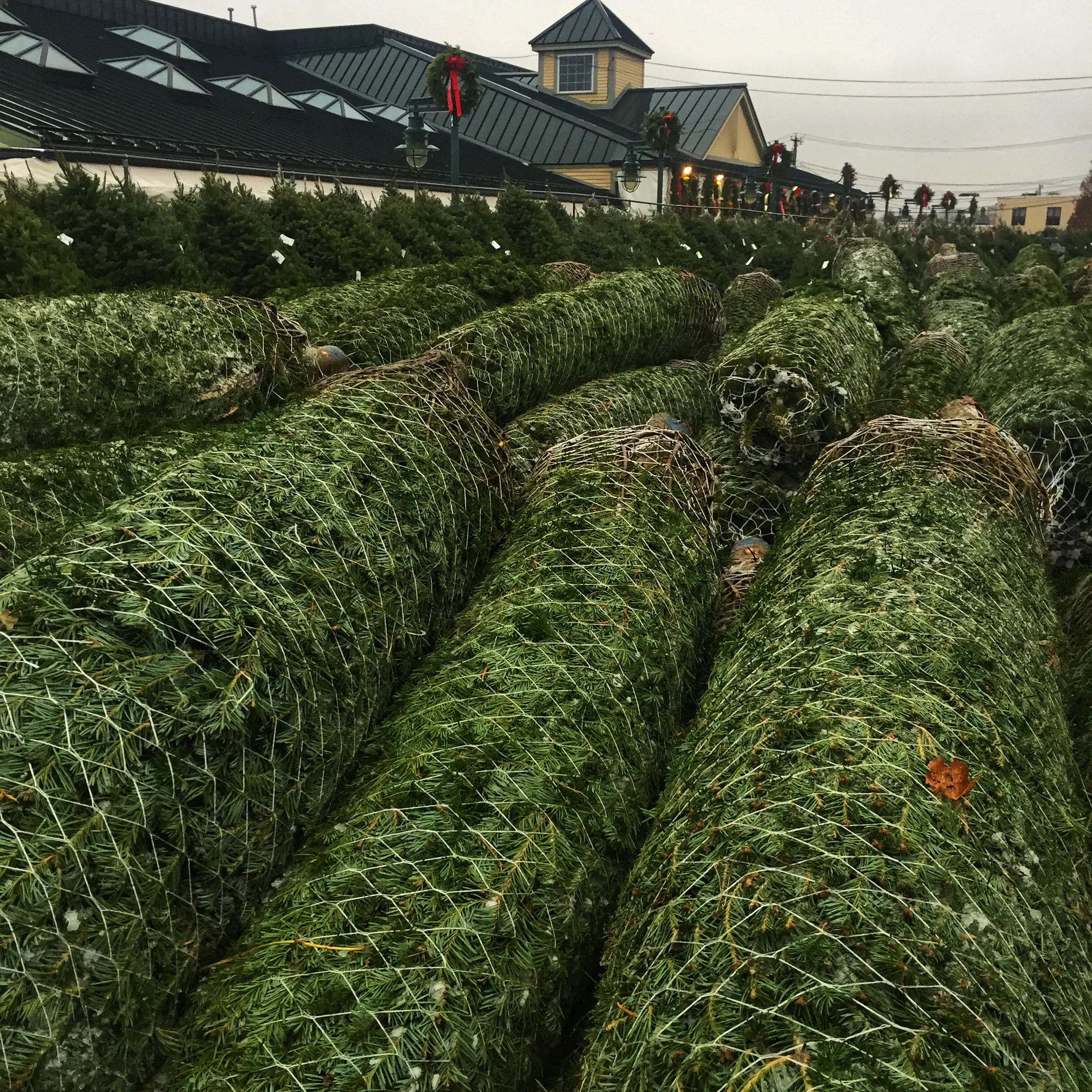 Christmas trees have arrived at Russo’s