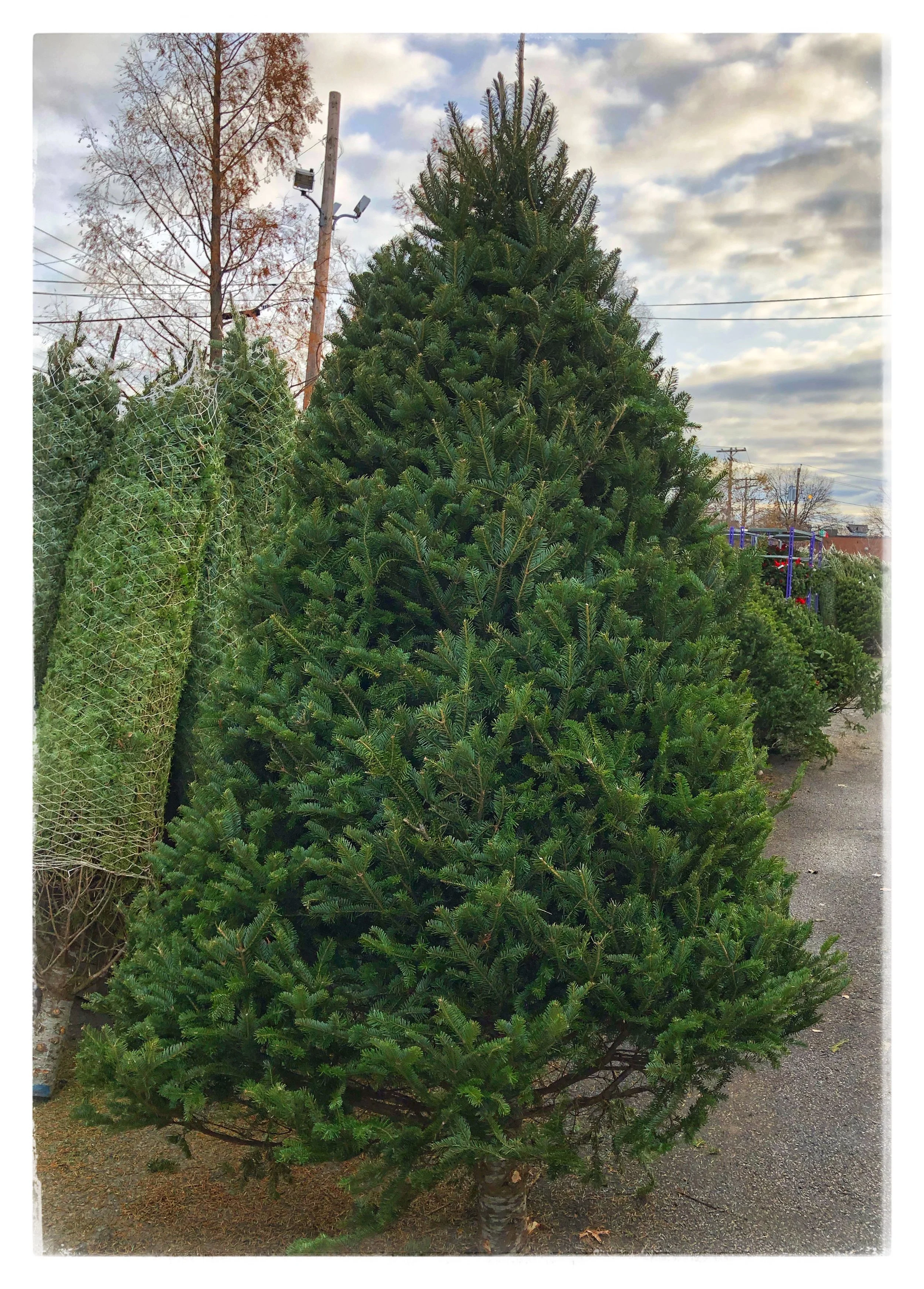 Tony Russo's latest "Tony's Tips" on a new Christmas Tree variety!