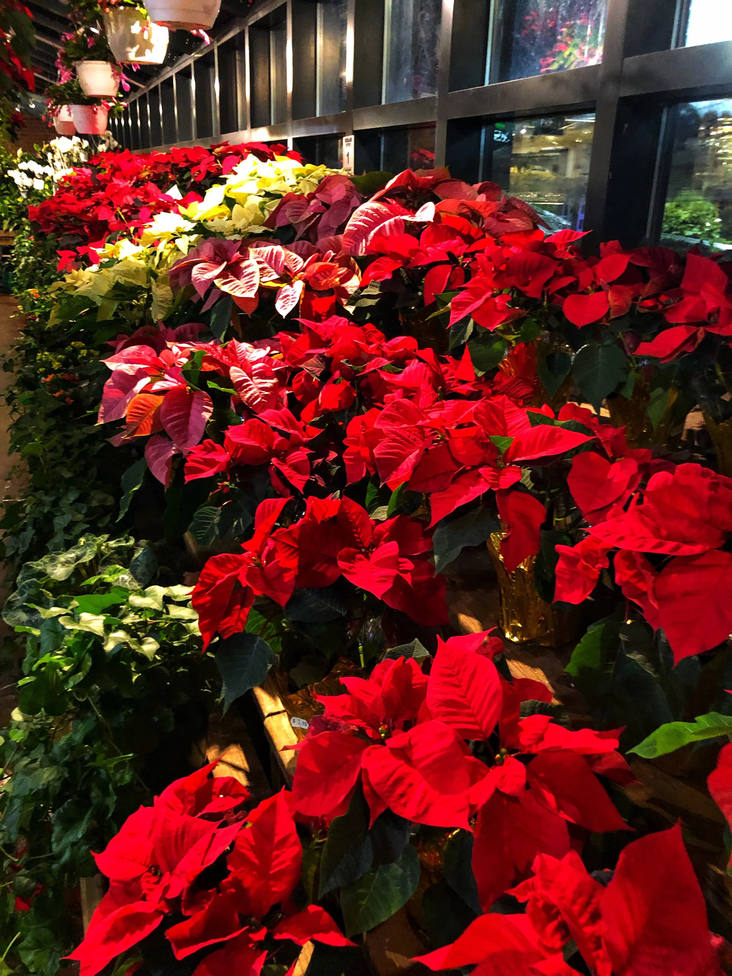 Poinsettias at Russo’s