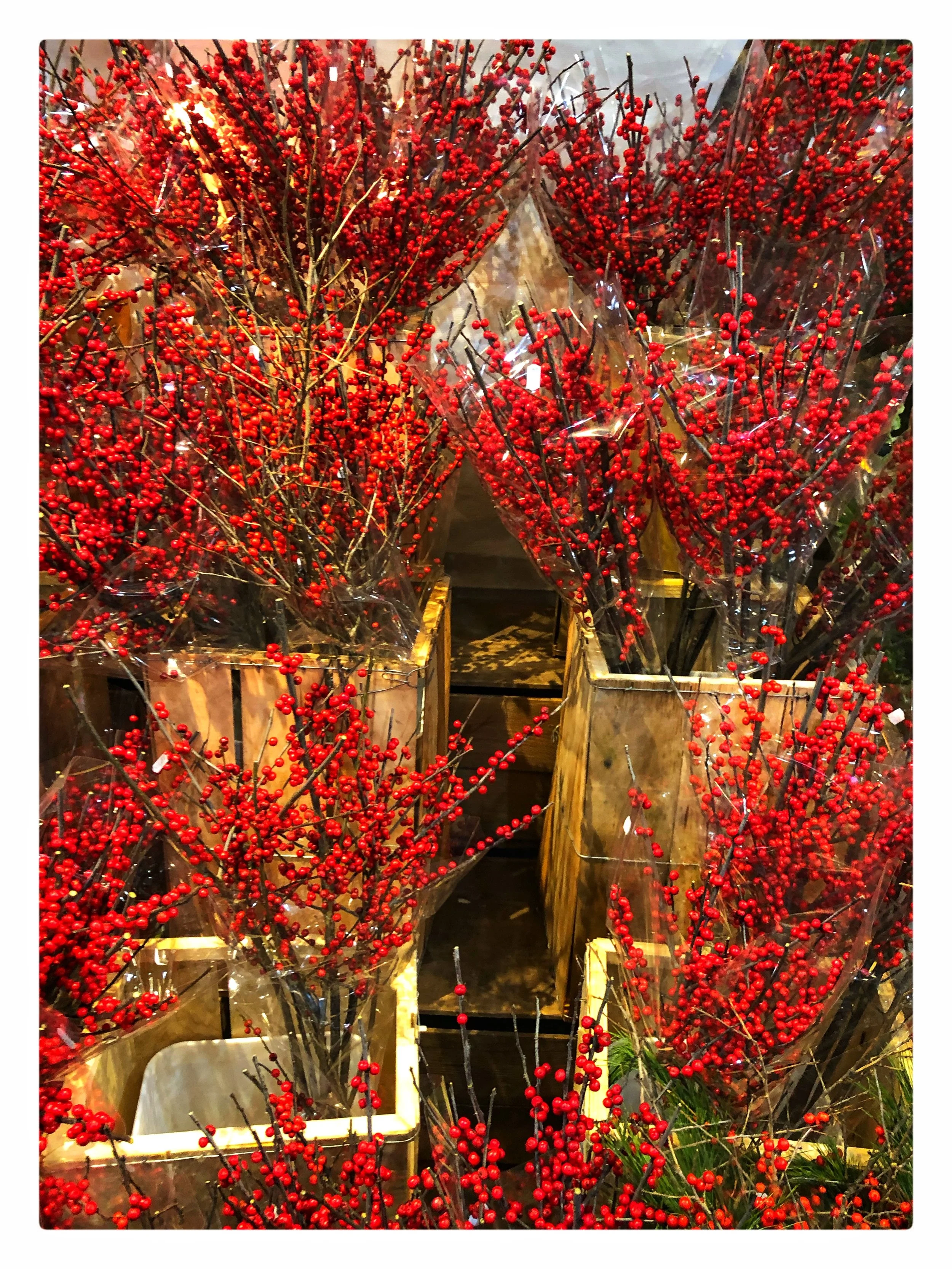These locally-grown bright Winterberries with stems are beautiful and festive in your home!