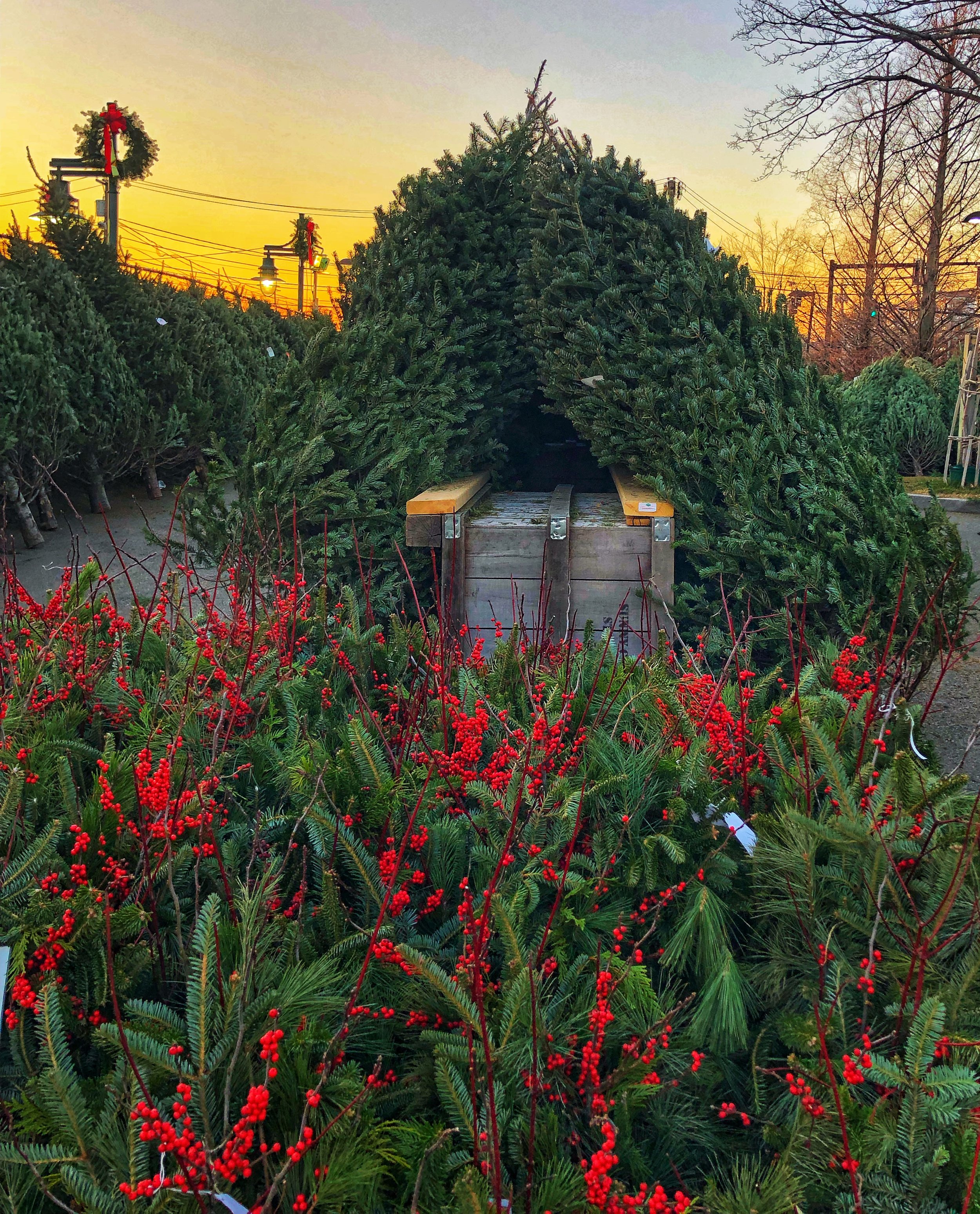 Christmas Trees and berry decorations at sunset at Russo’s.