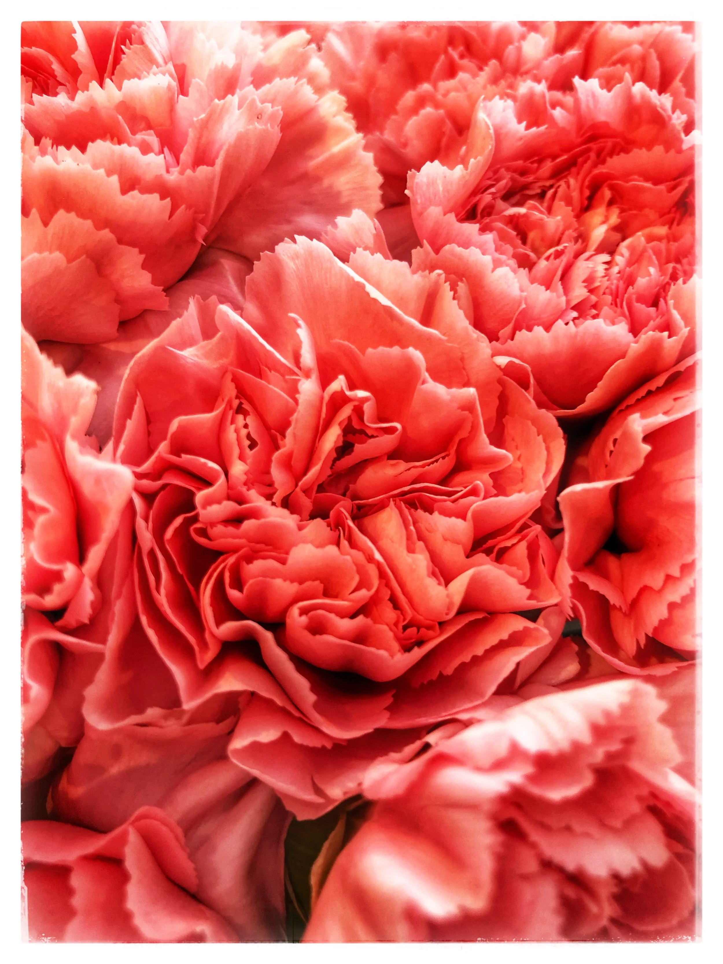 Spectacular pink carnations at Russo’s. Don’t overlook this simple and elegant flower!