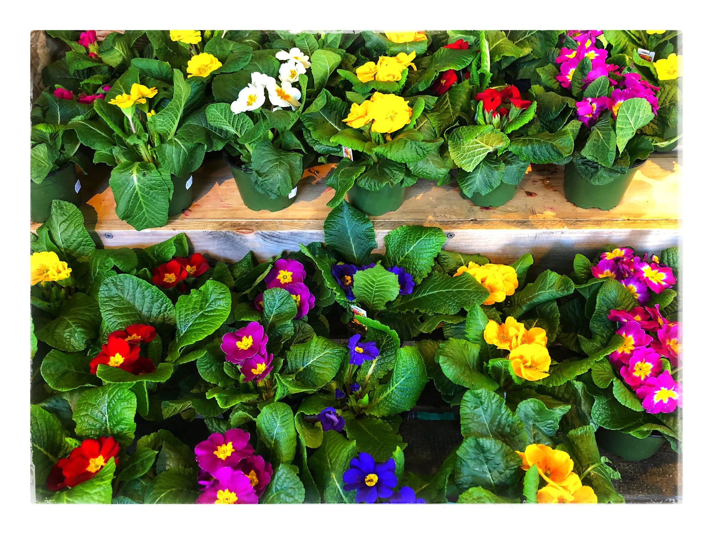 Bring some spring into your home with these colorful plants!