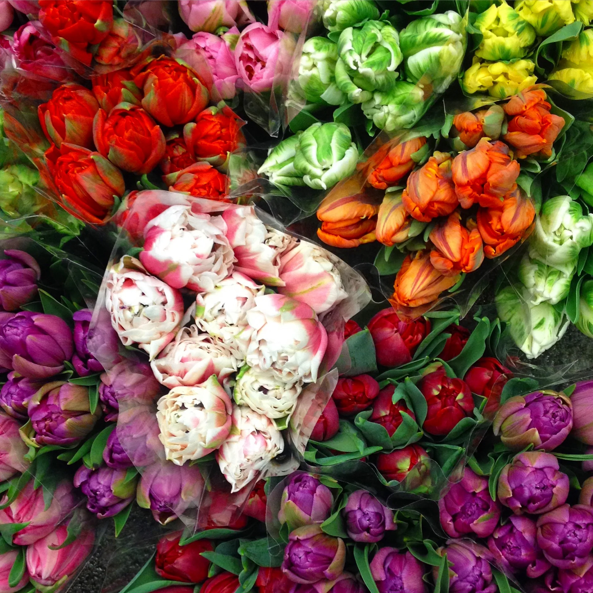 Tulips on sale this week!