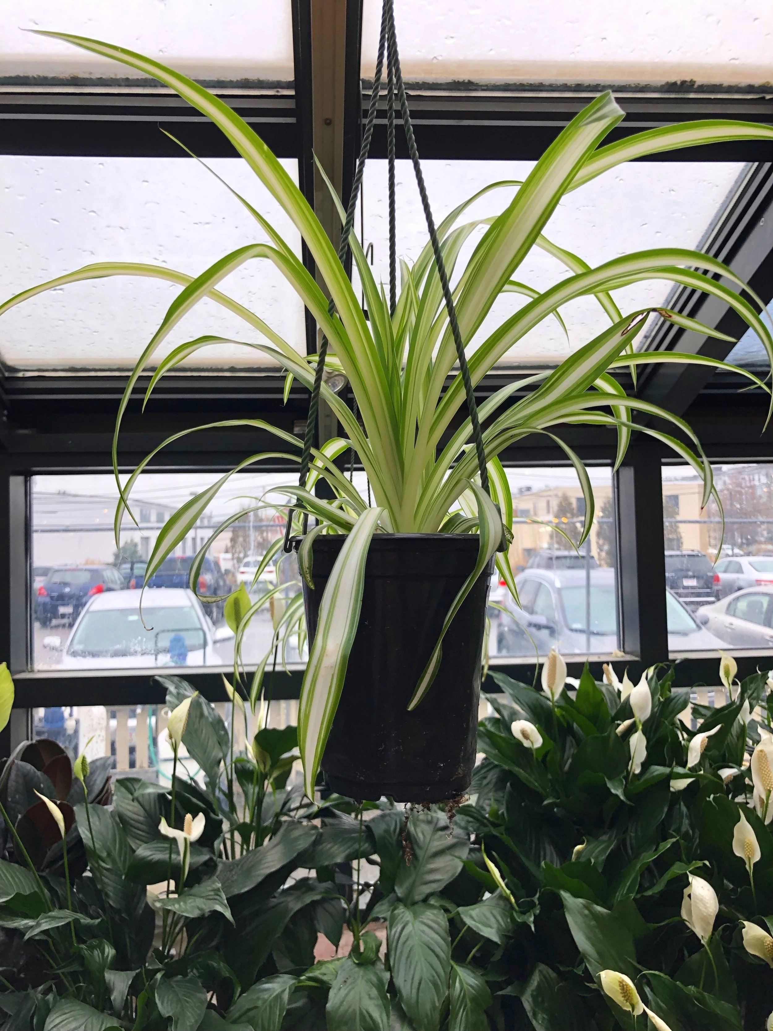 Learn about plants at our Plants&amp;Potting class on March 2. Mark your calendar!