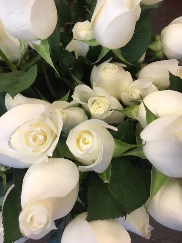 White roses for your Valentine’s Day sweetie.