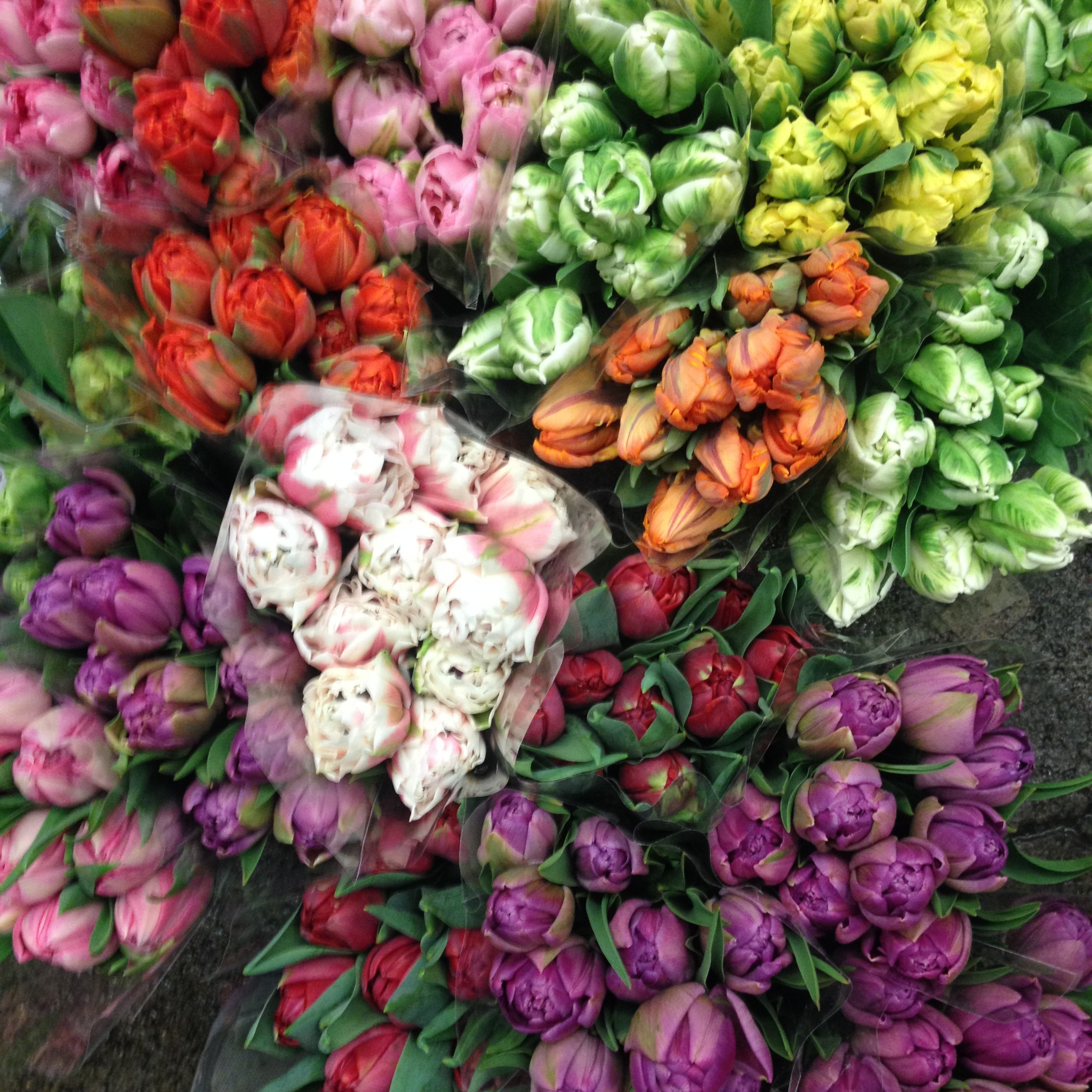 Tulips on sale this week!