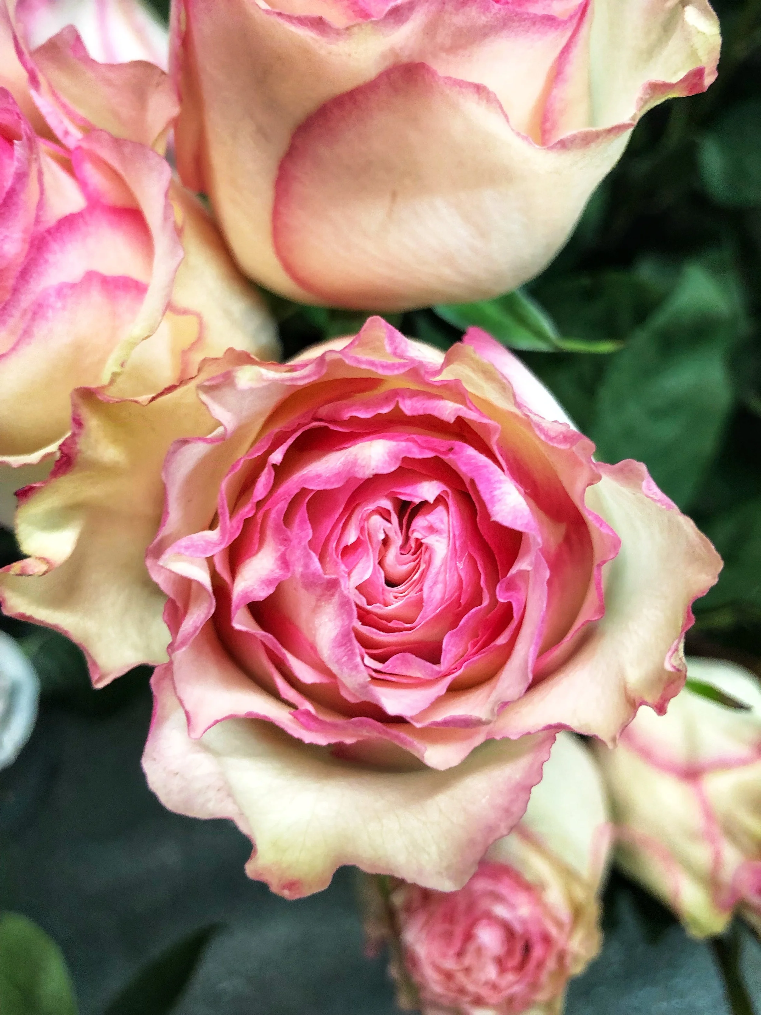 Perhaps the most beautiful rose we have ever seen!