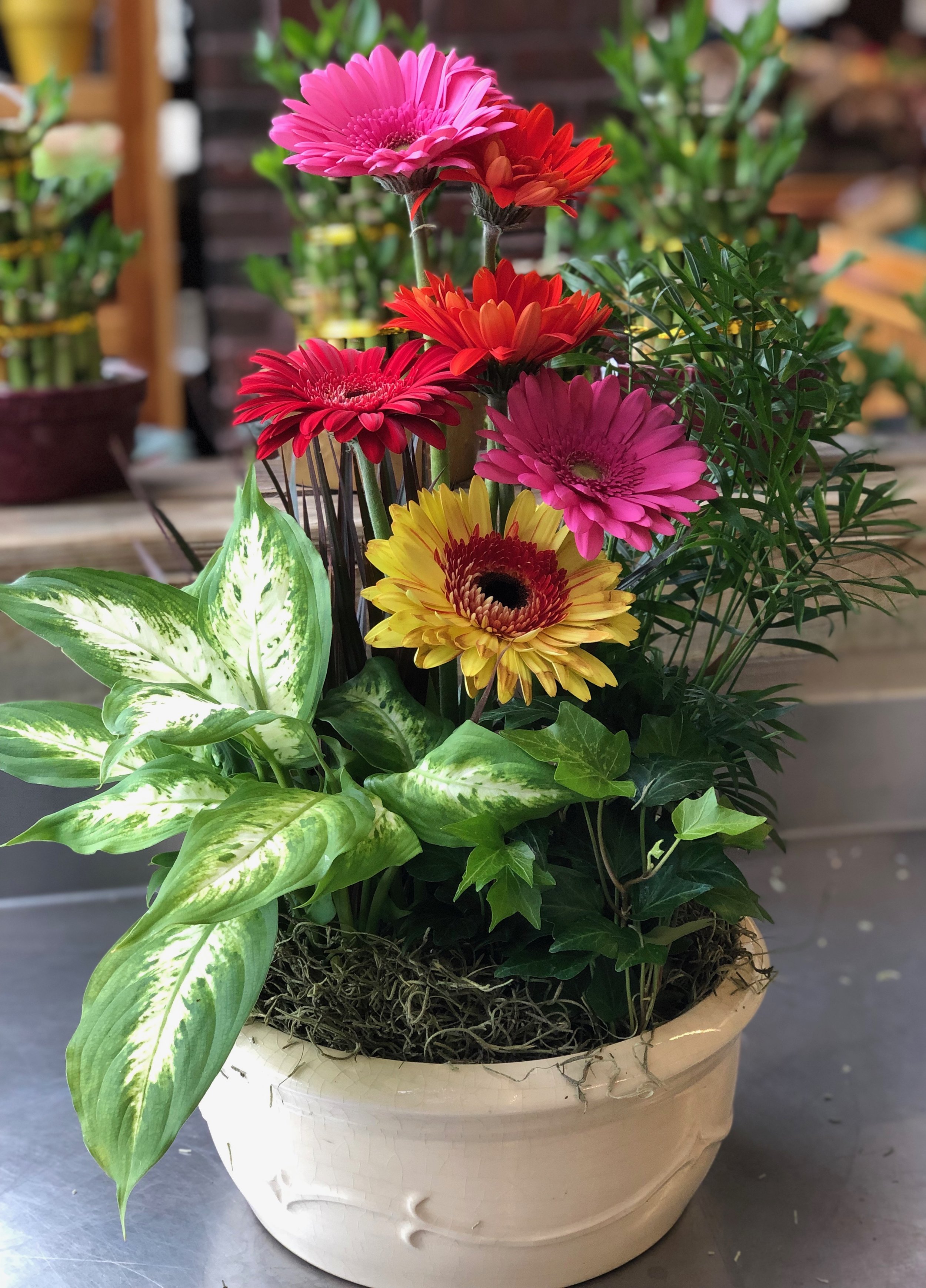 Gerbera and plants in clay pot available in our floral department. We create custom planters, too!