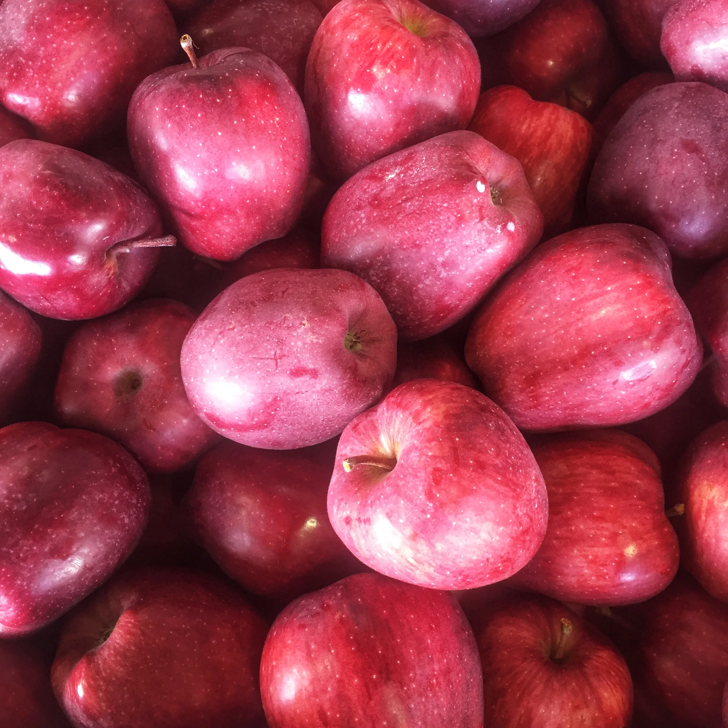 Organic apples on Special this week. Enjoy!