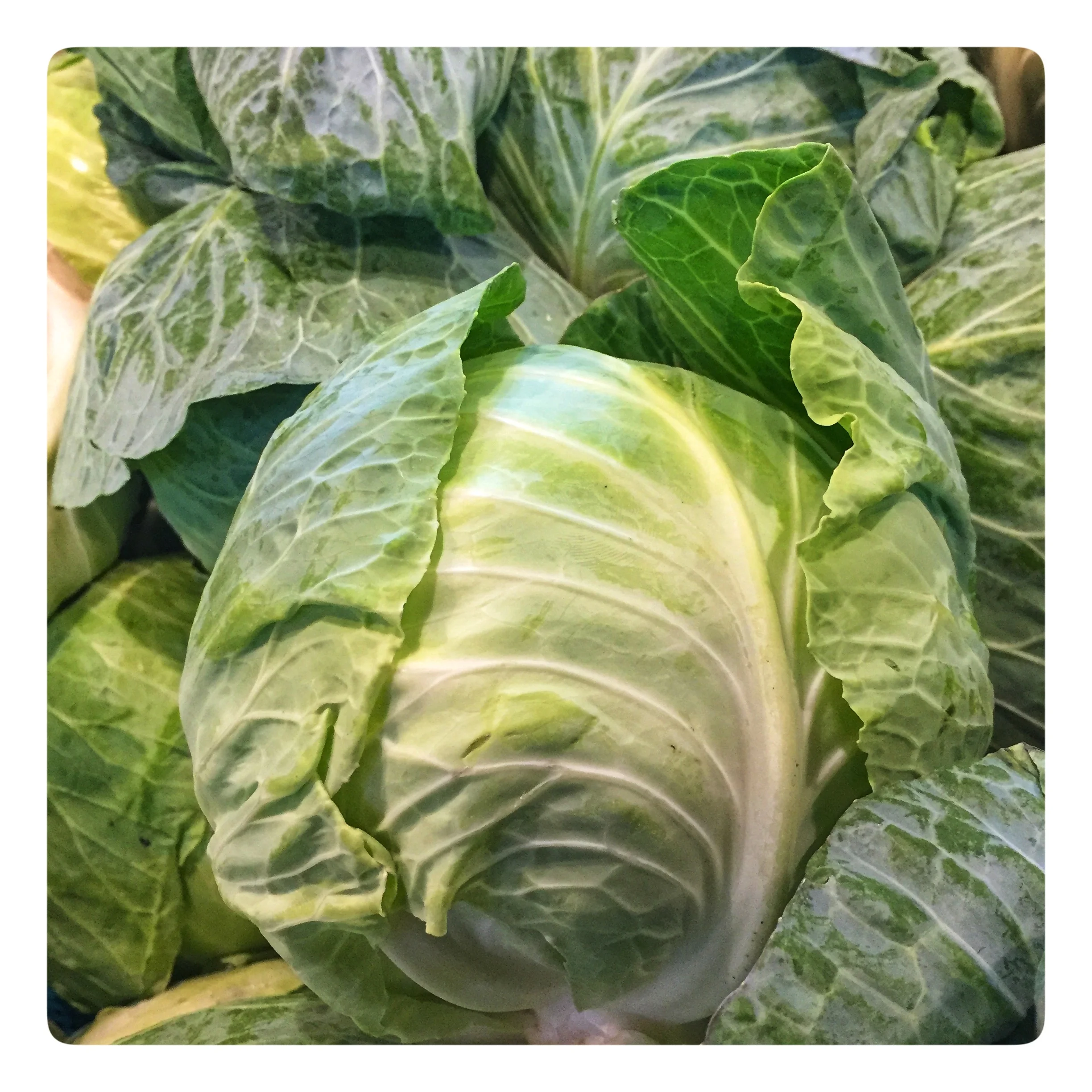 Fresh cut Georgia cabbage on special for St. Patrick’s Day: $.49 lb.