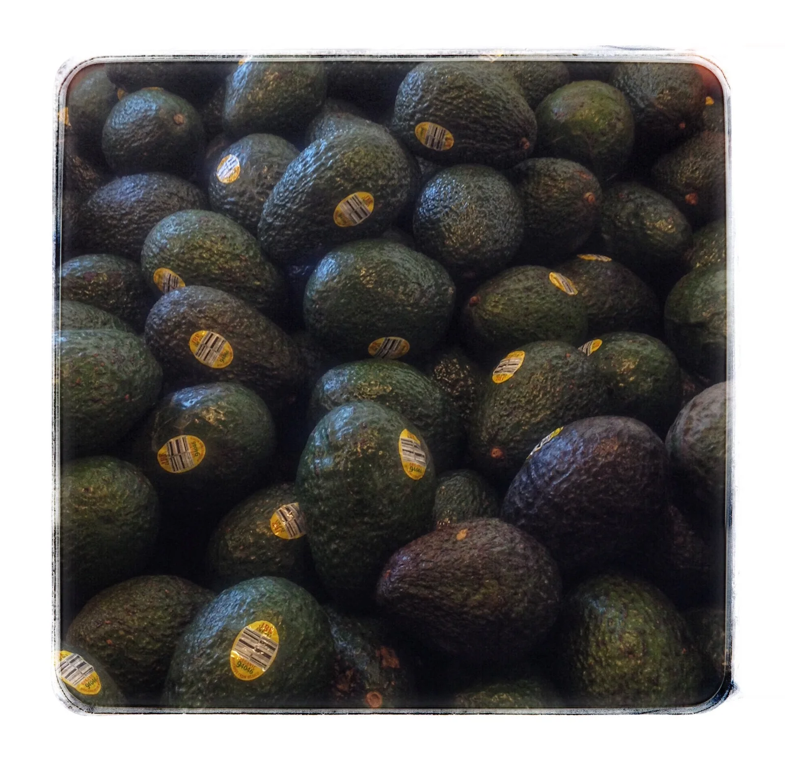 Organic avocados on Special this week at Russo’s.