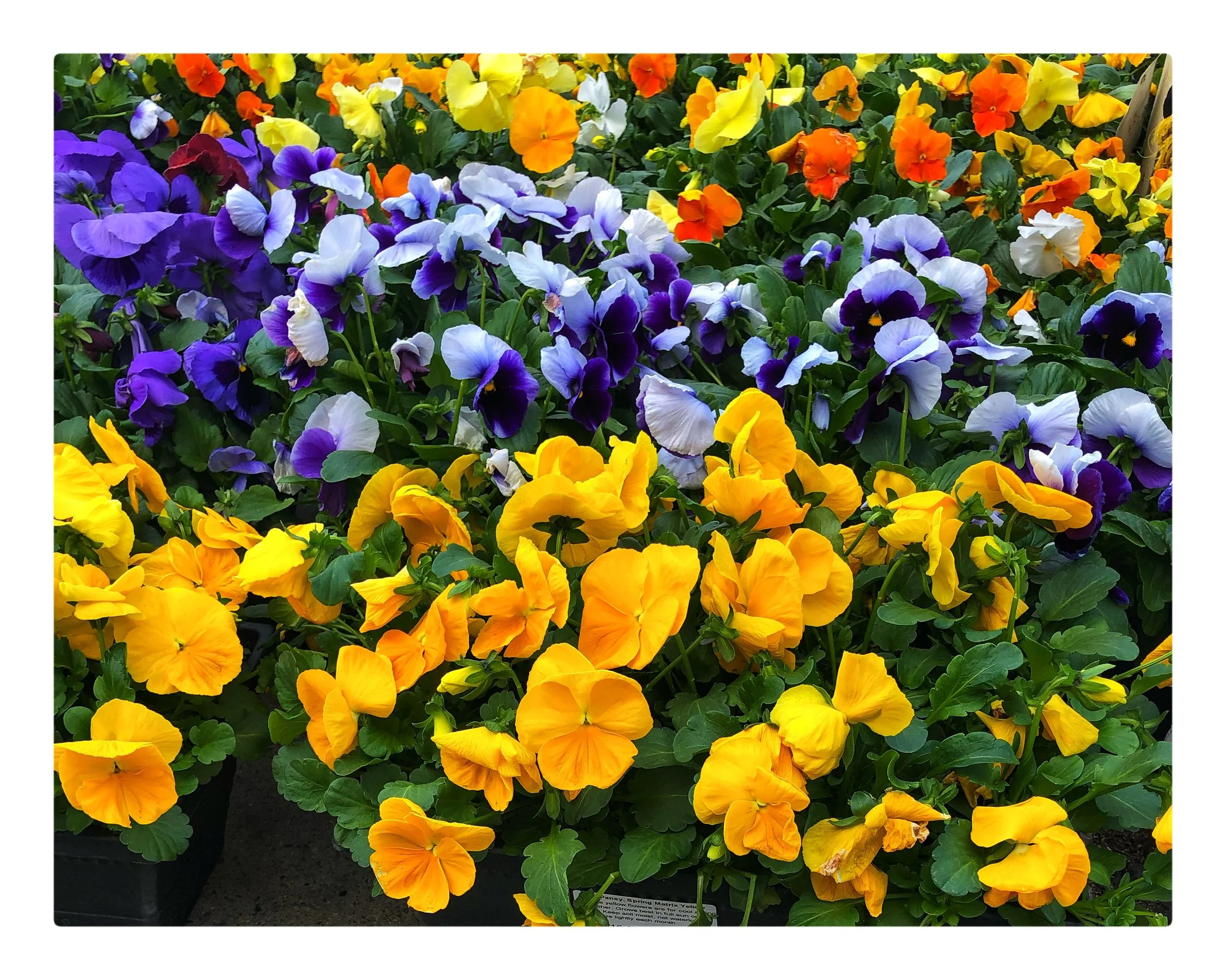 Spring has arrived at Russo’s! We have pansies and other local plants arriving daily!