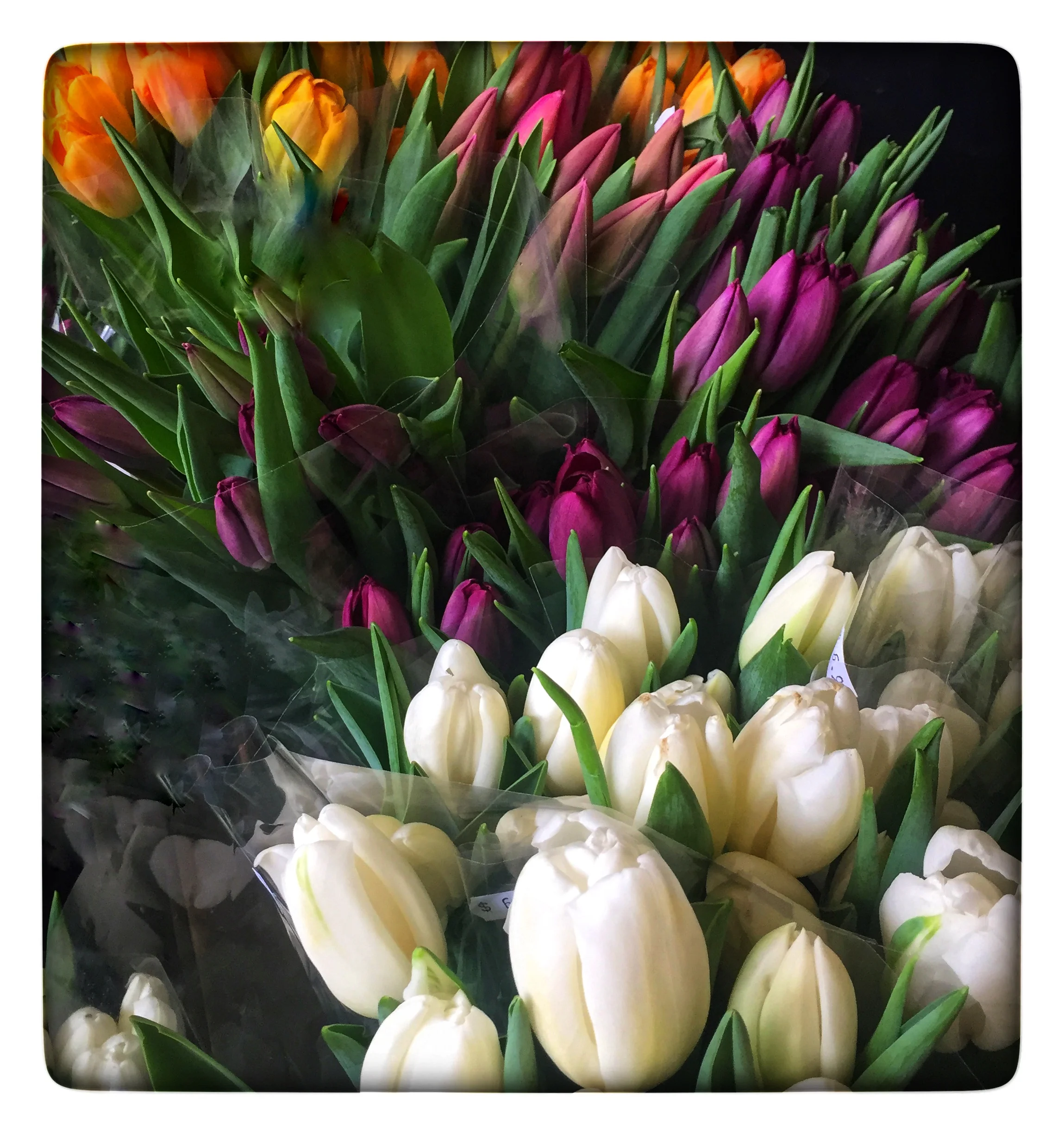 Fresh-cut Tulips at Russo’s