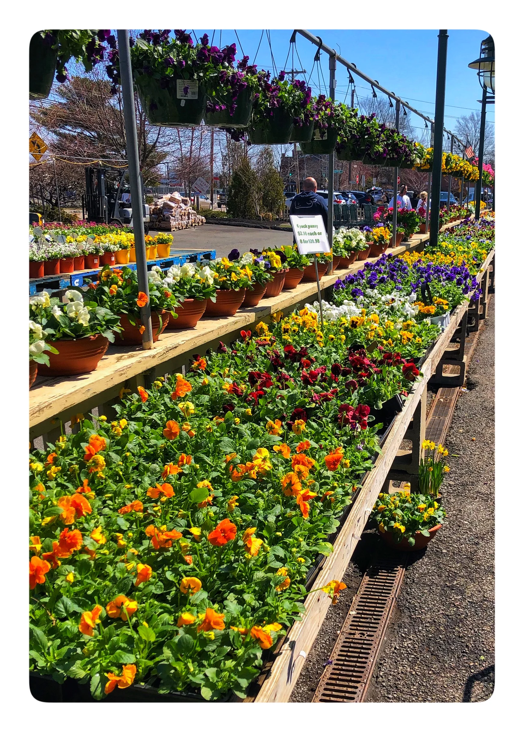 Flowers, plants, herbs and more arriving daily at Russo’s!