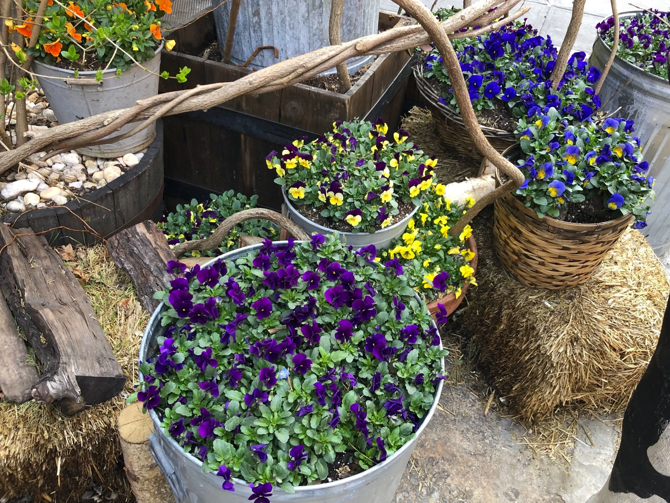 We spotted this colorful container garden outside of a restaurant and wanted to share for inspiration!
