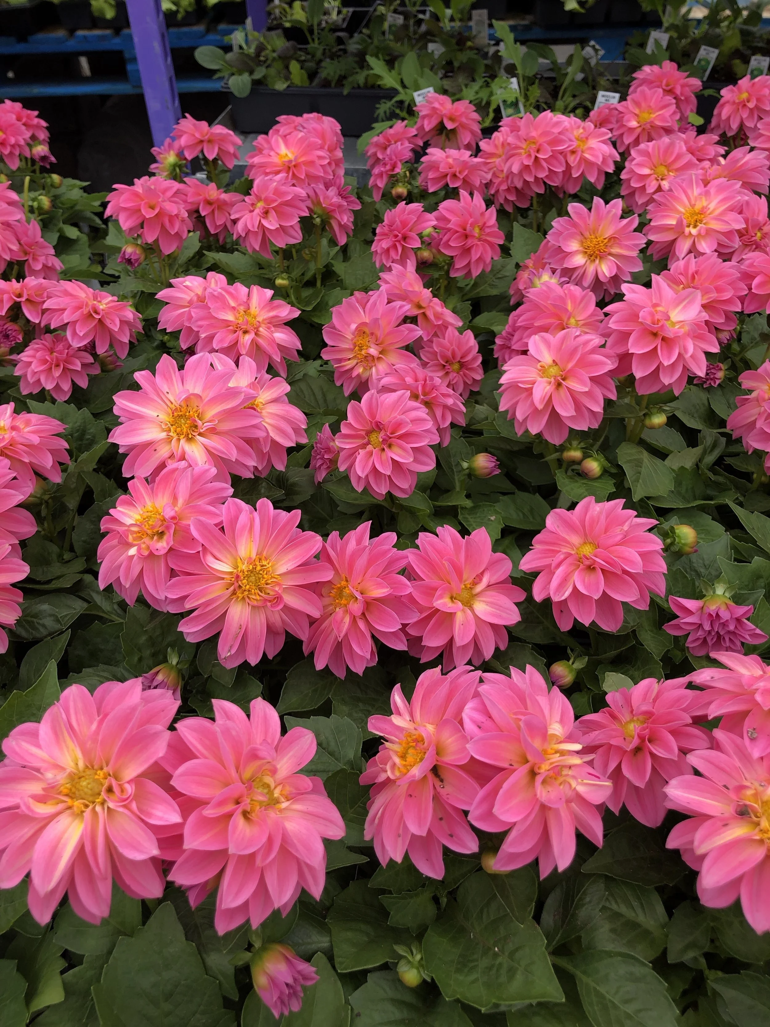 Bright pink Dahlias at Russo’s! Watch for our Tony’s Tips on this beautiful flower.