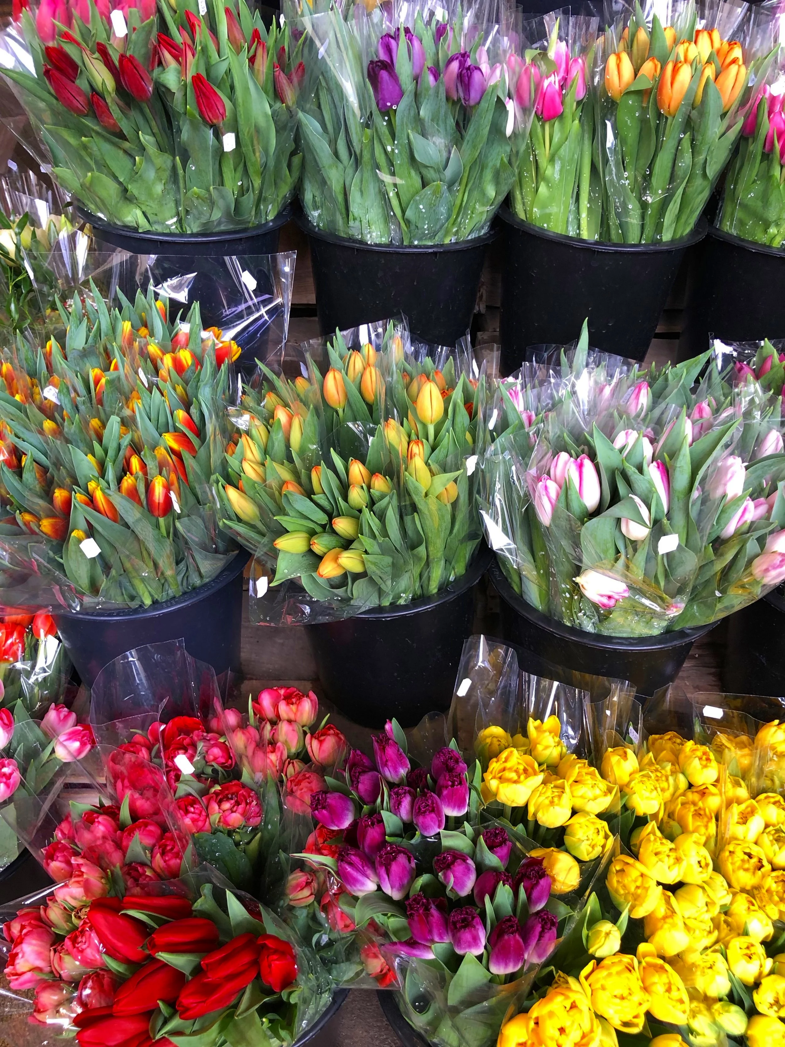 Tulips are on point this season and on sale this week!