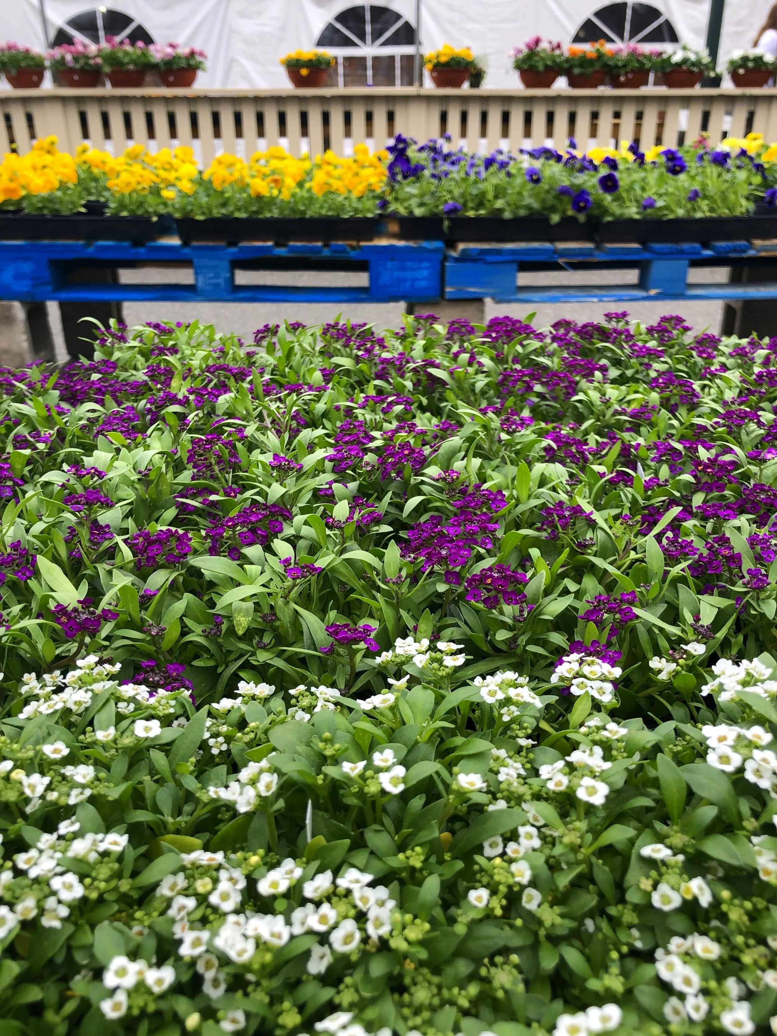 Fragrant Alyssum smells like spring! It is perfect for planting along a path. Listen to our Tony’s Tips for more information on this simple yet beautiful plant.
