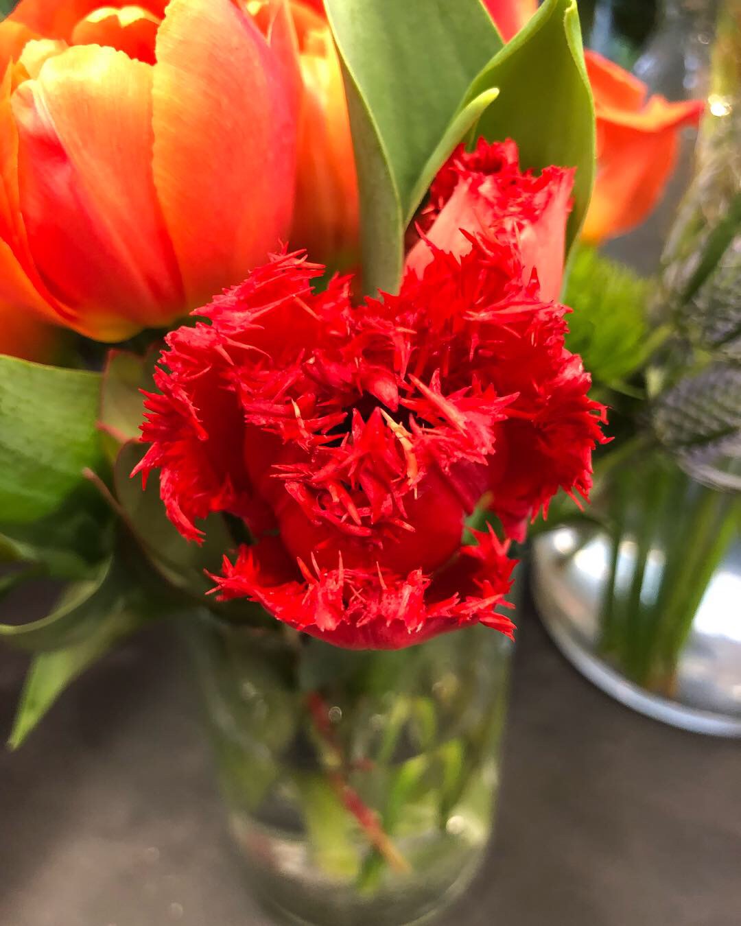 Red bearded tulips at Russo’s!