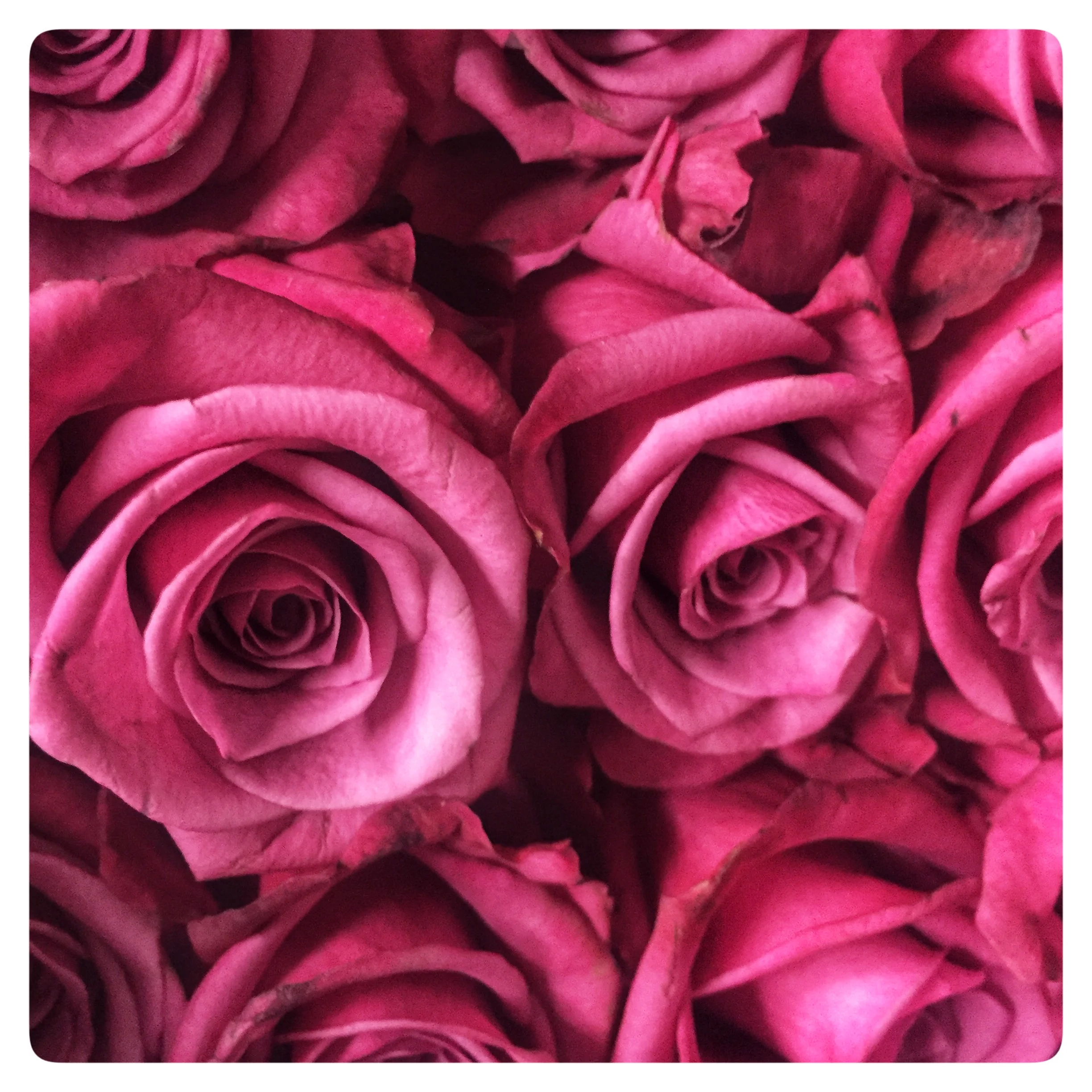 Long stem roses on special this week at Russo’s!