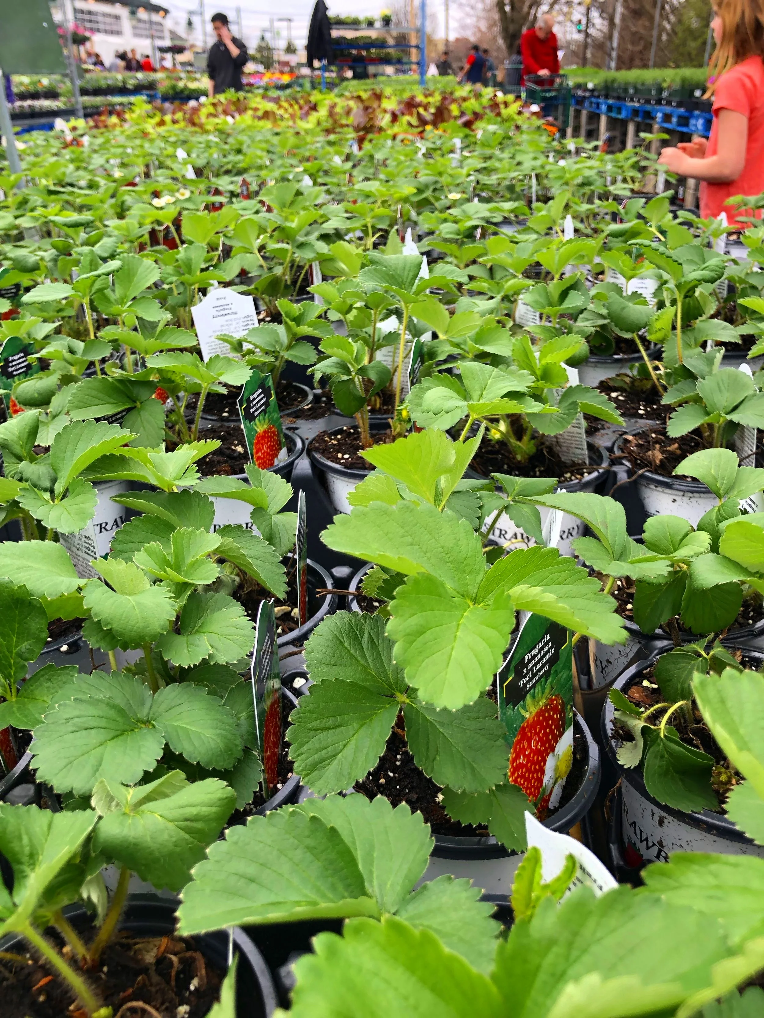 Strawberry plants at Russo’s. Did you know New Englanders consume more strawberries than any other region in the country? #tonystips