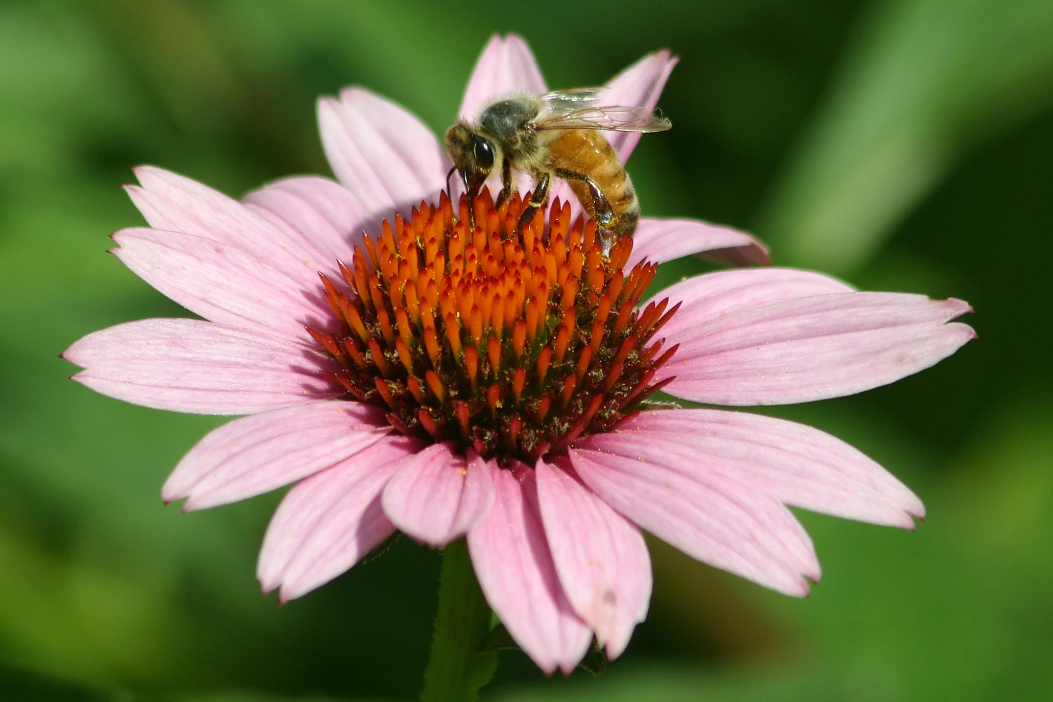 Bee pollinating a flower. Photo Credit to Carole Berney.