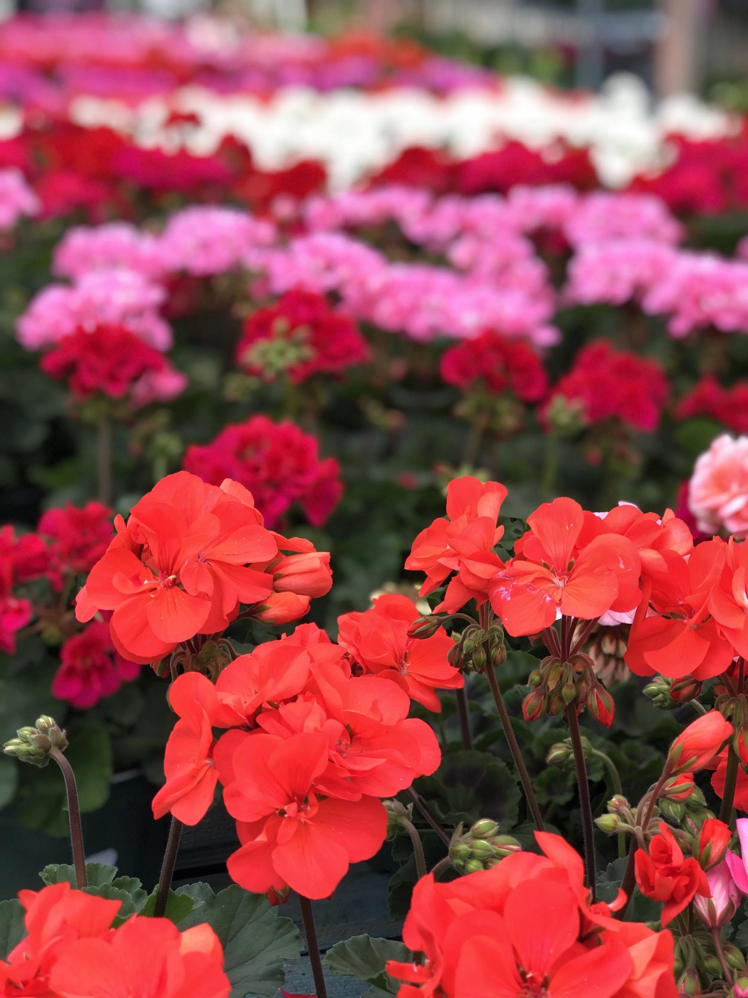 Geraniums in reds, pinks and whites at Russo’s.