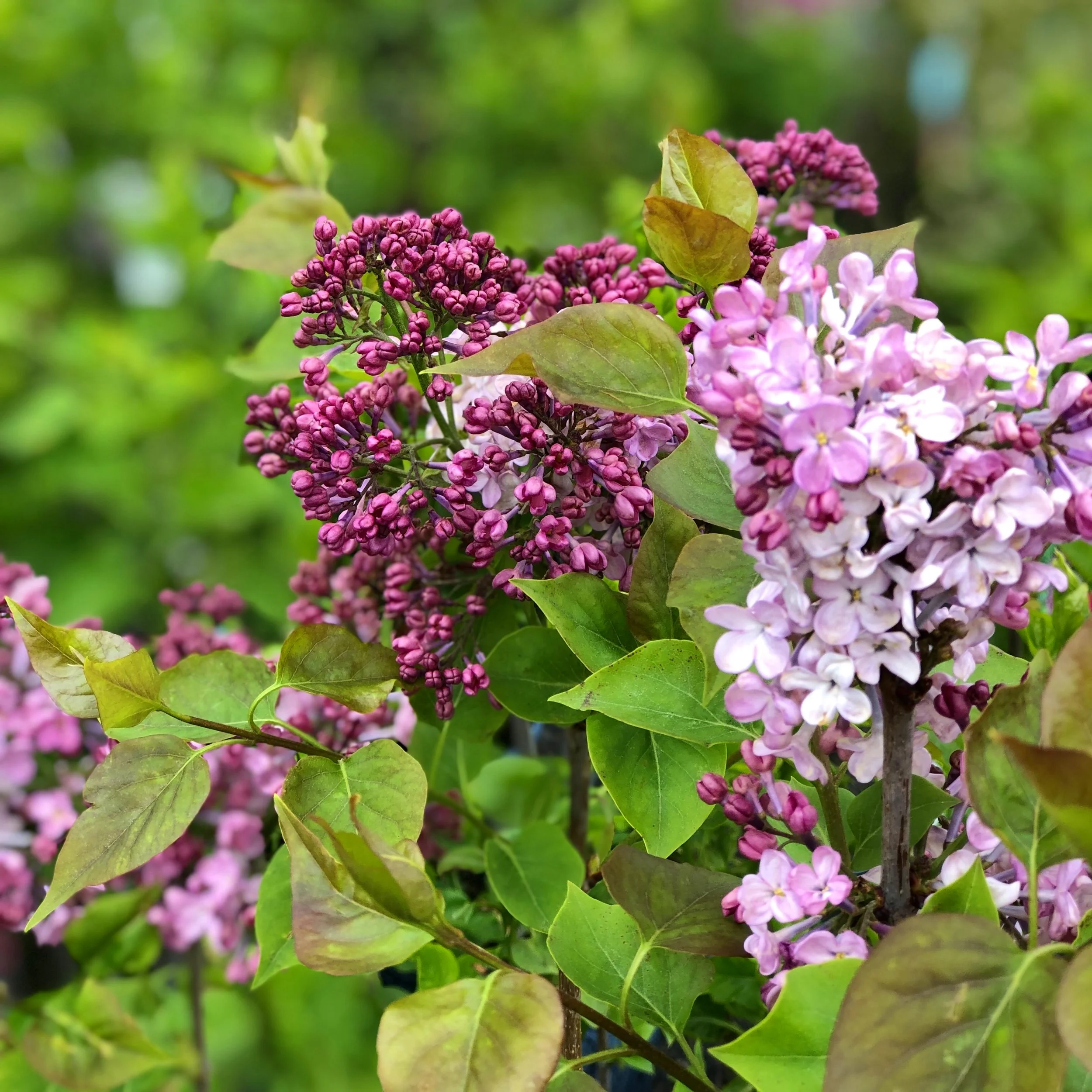 Purple lilacs at Russo’s.
