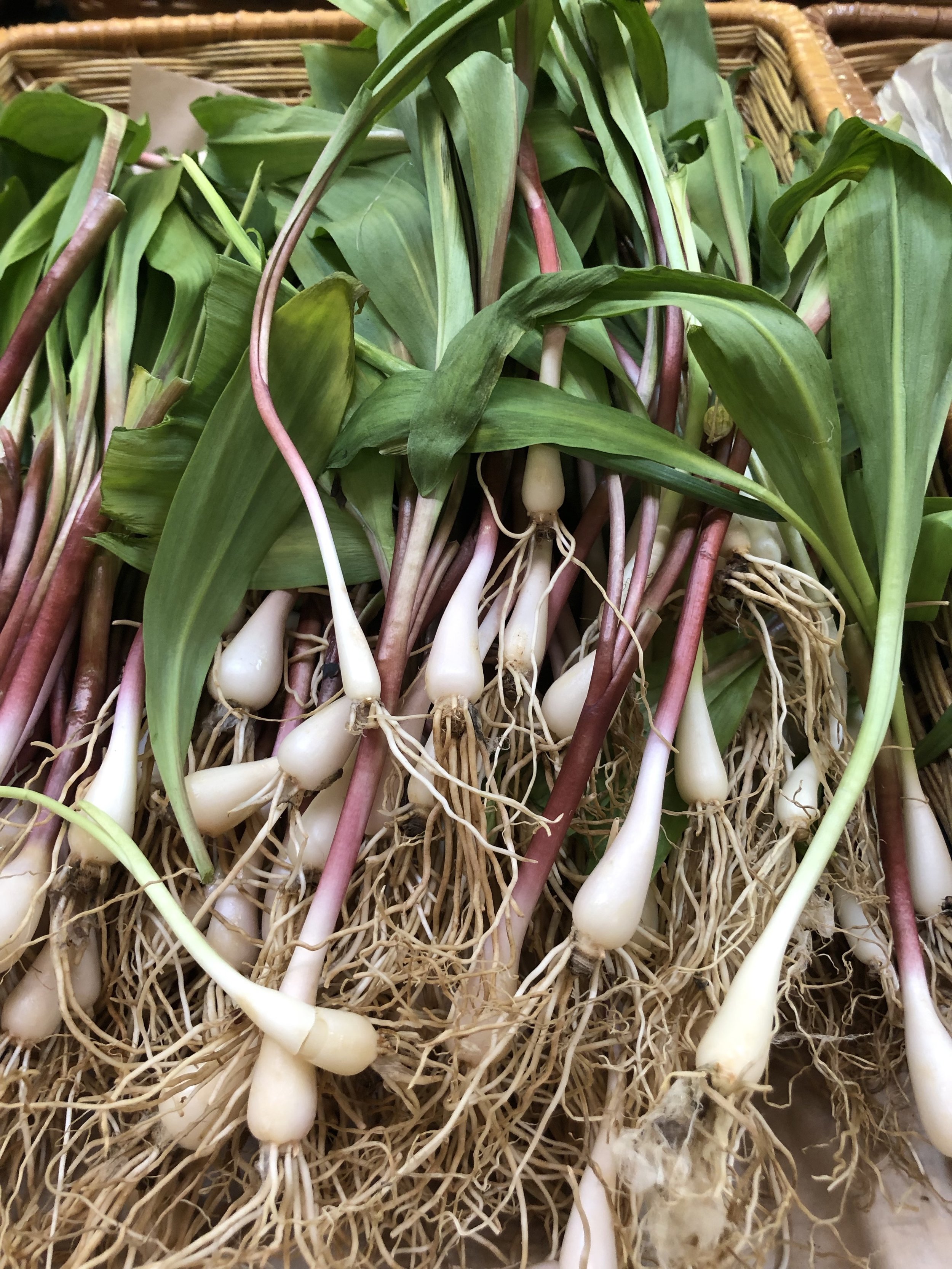 Ramps are wild leeks foraged in shady wooded areas. They are only available for a few more days this year. Enjoy them while you can!